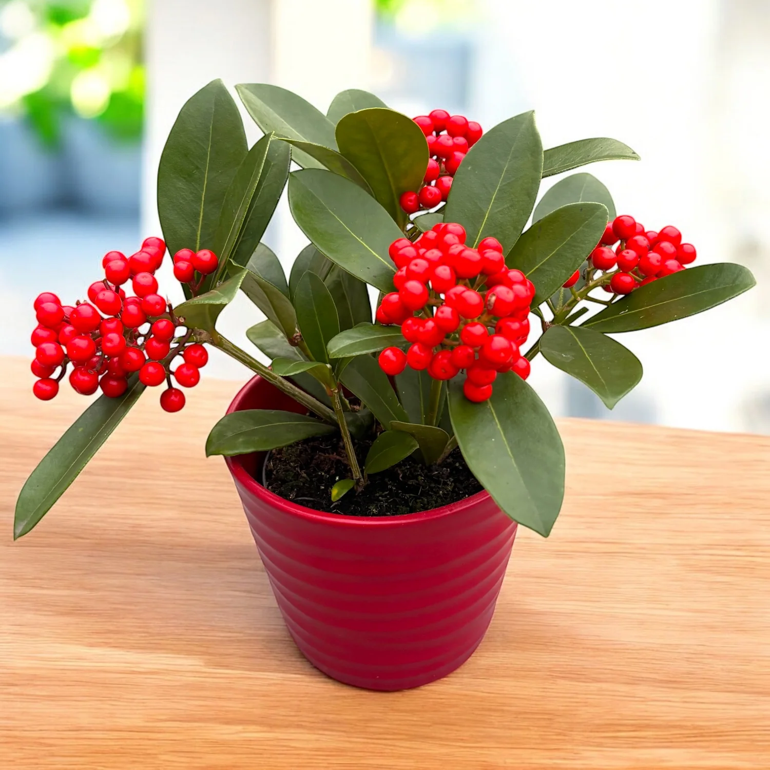 Skimmia japonica O’Berries Red – arbust decorativ cu fructe rosii intense