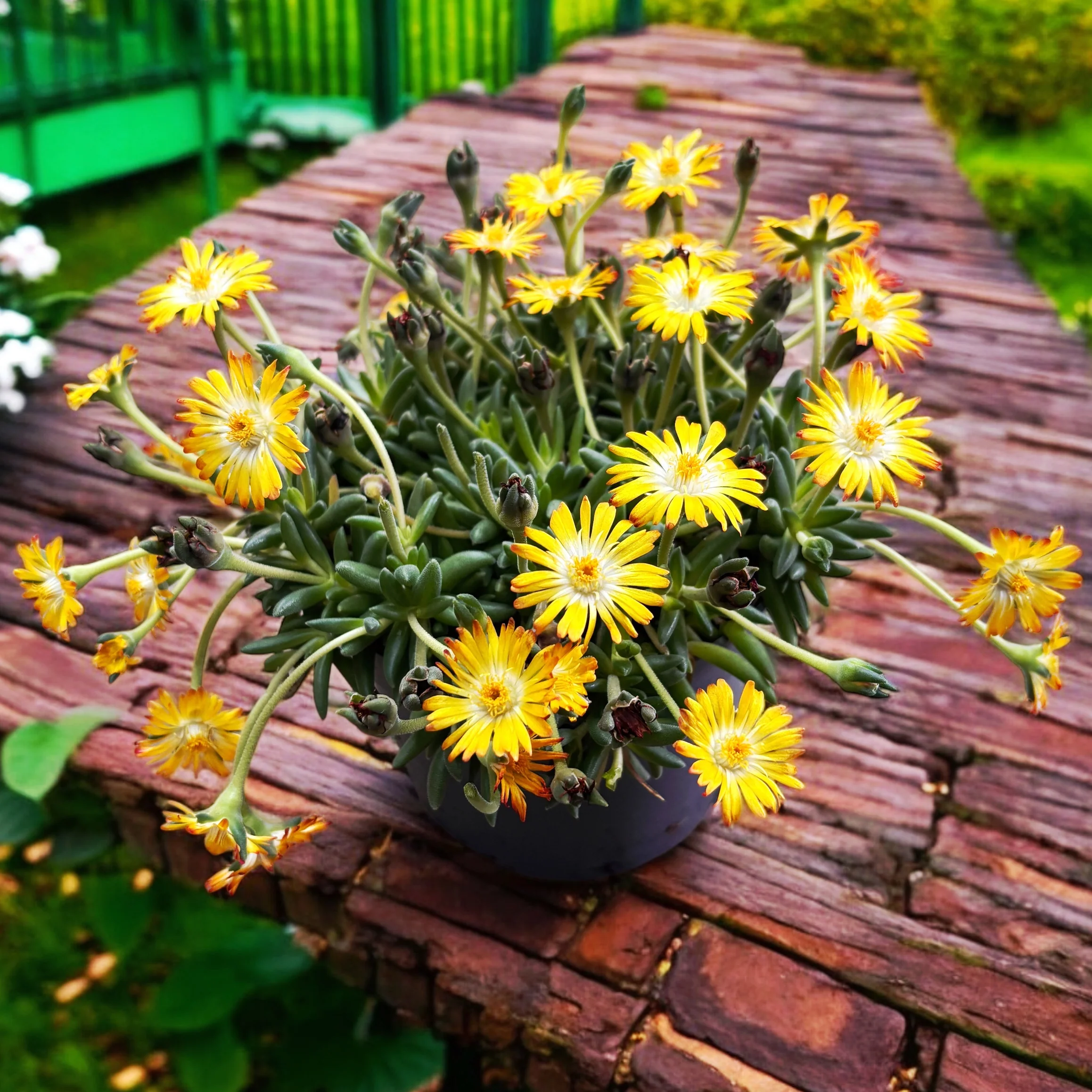 Delosperma Lido 'Yellow with Eye’ (floarea de gheata)