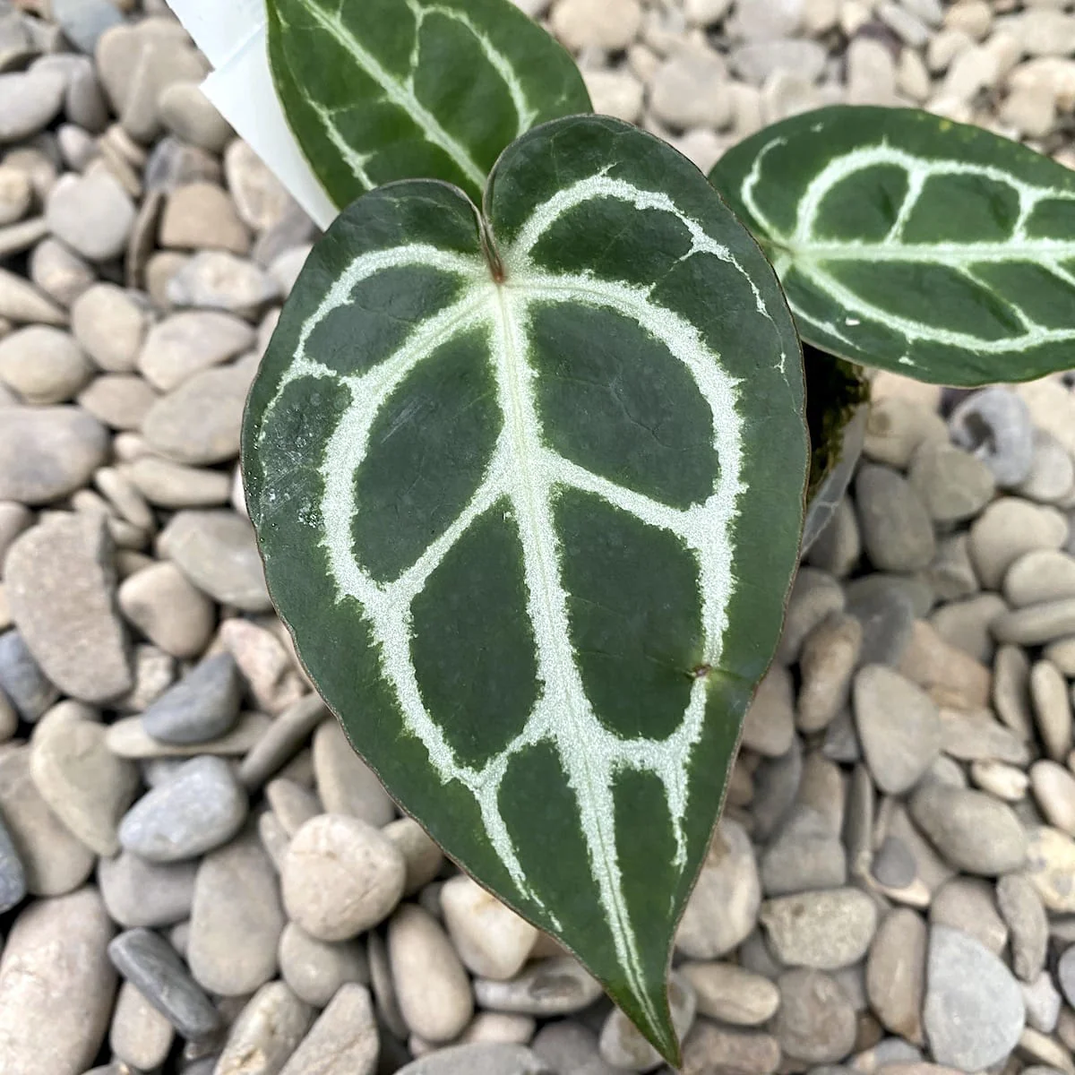 Anthurium Crystallinum (cultivar, Taiwan)