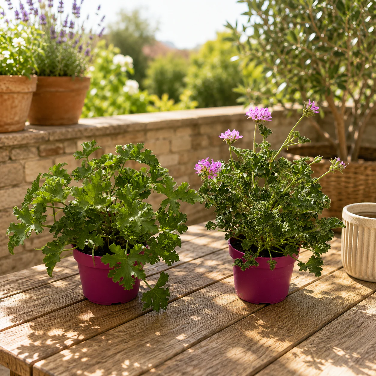 Muscate parfumate – Scented Geranium mix