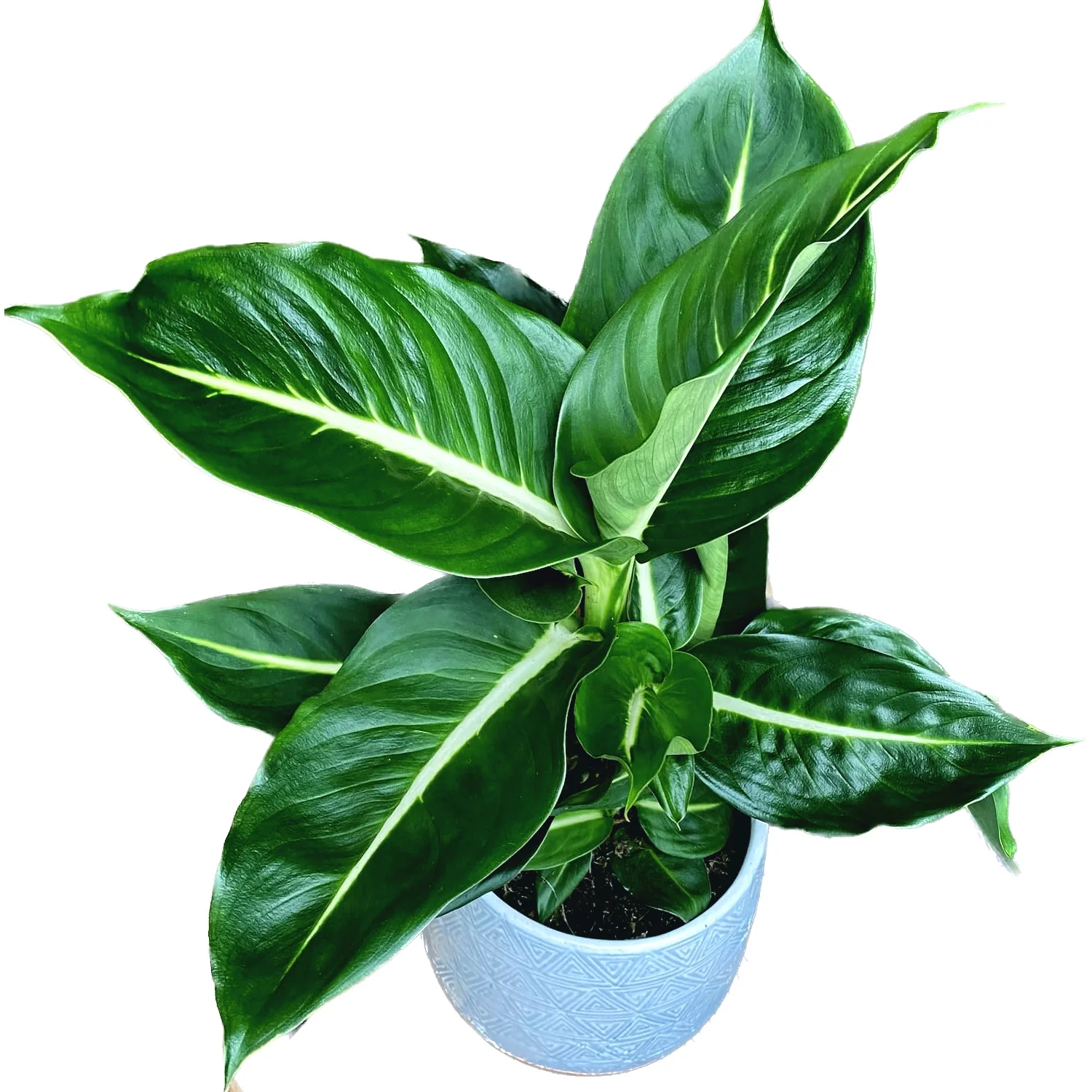 Dieffenbachia 'Green Magic’