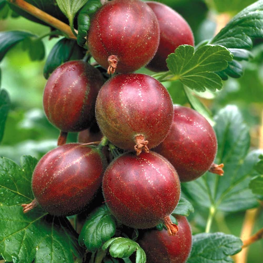 Agris rosu – Ribes uva-crispa 'Hinnonmaki Red’ D15