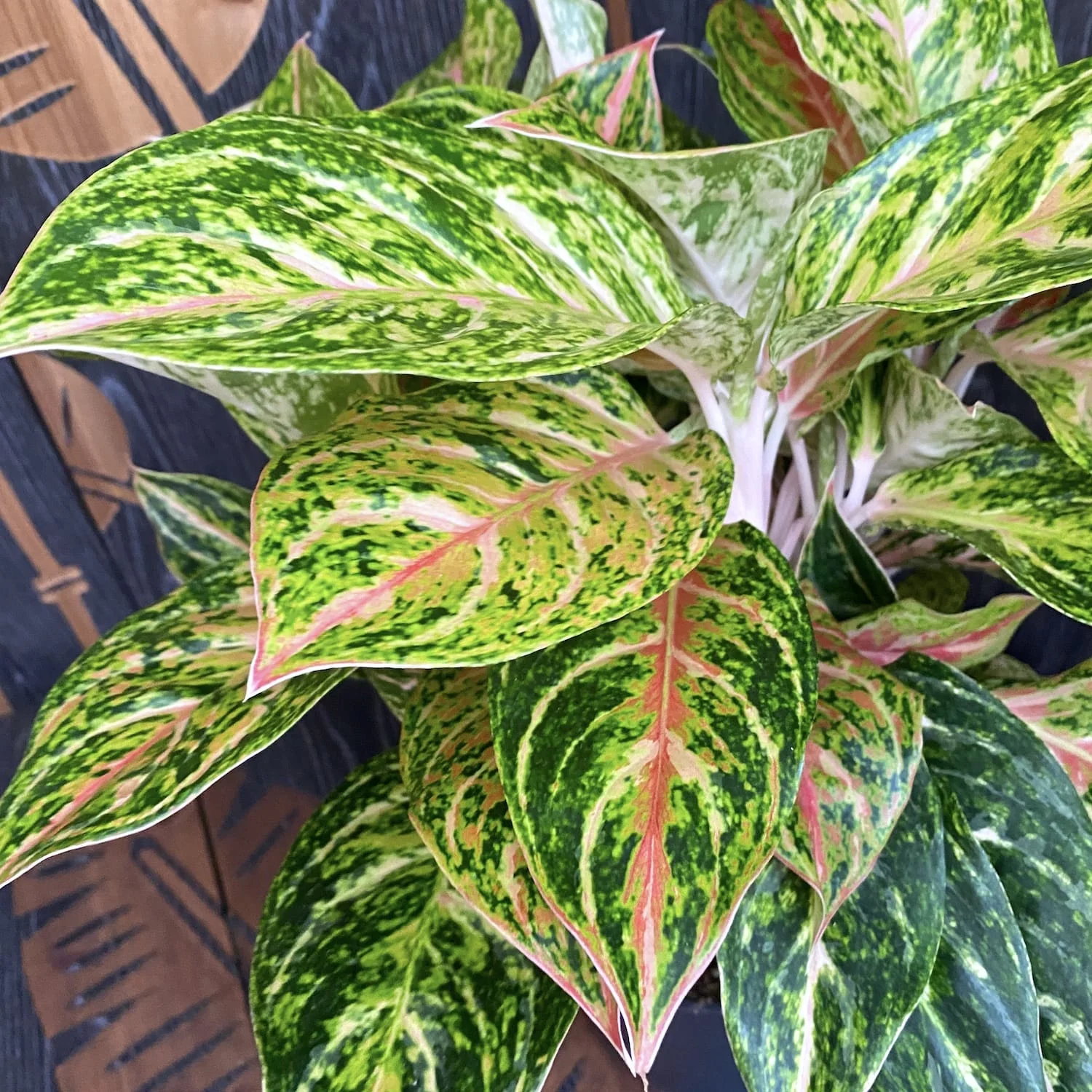 Aglaonema Stratos XXL – 6 plante/ghiveci