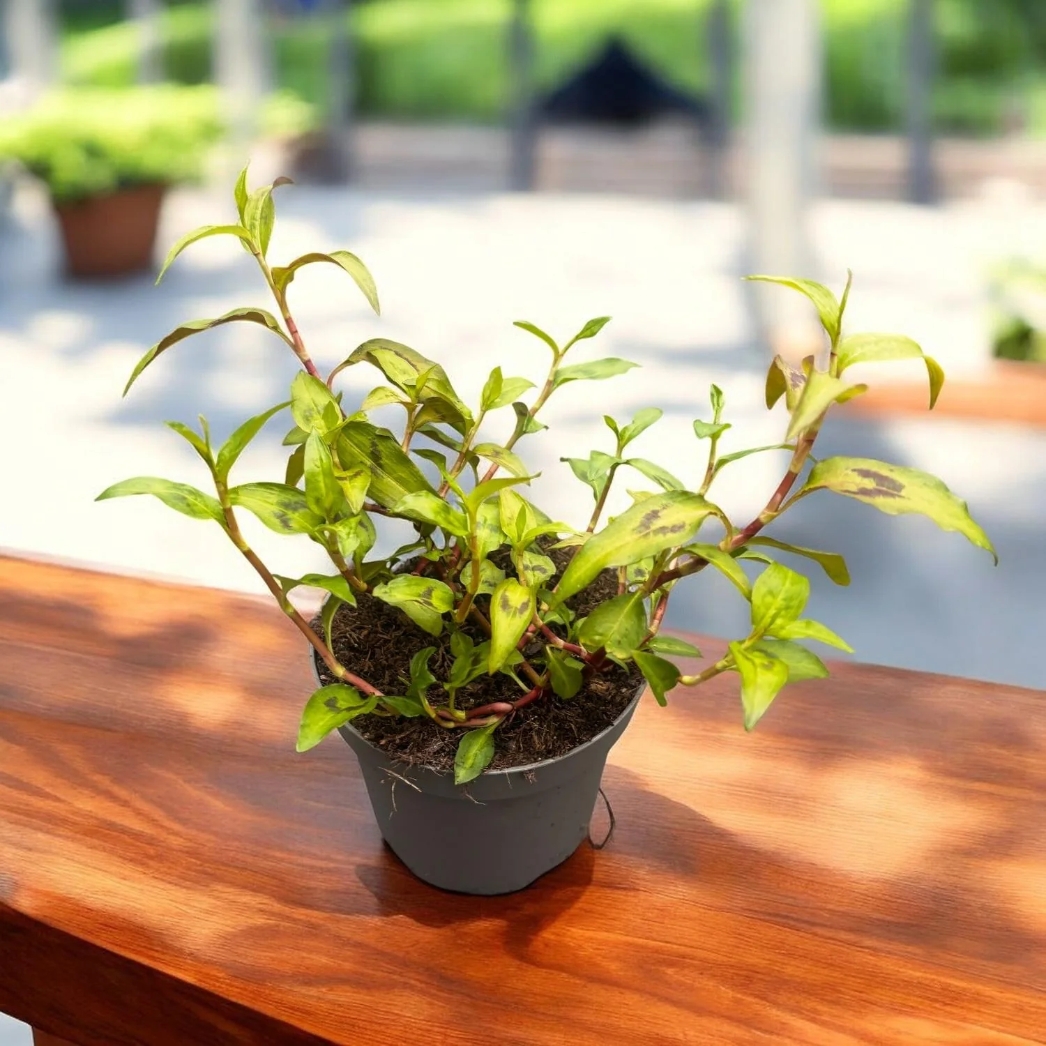 Persicaria odorata (Vietnamese coriander) – cultura biologica