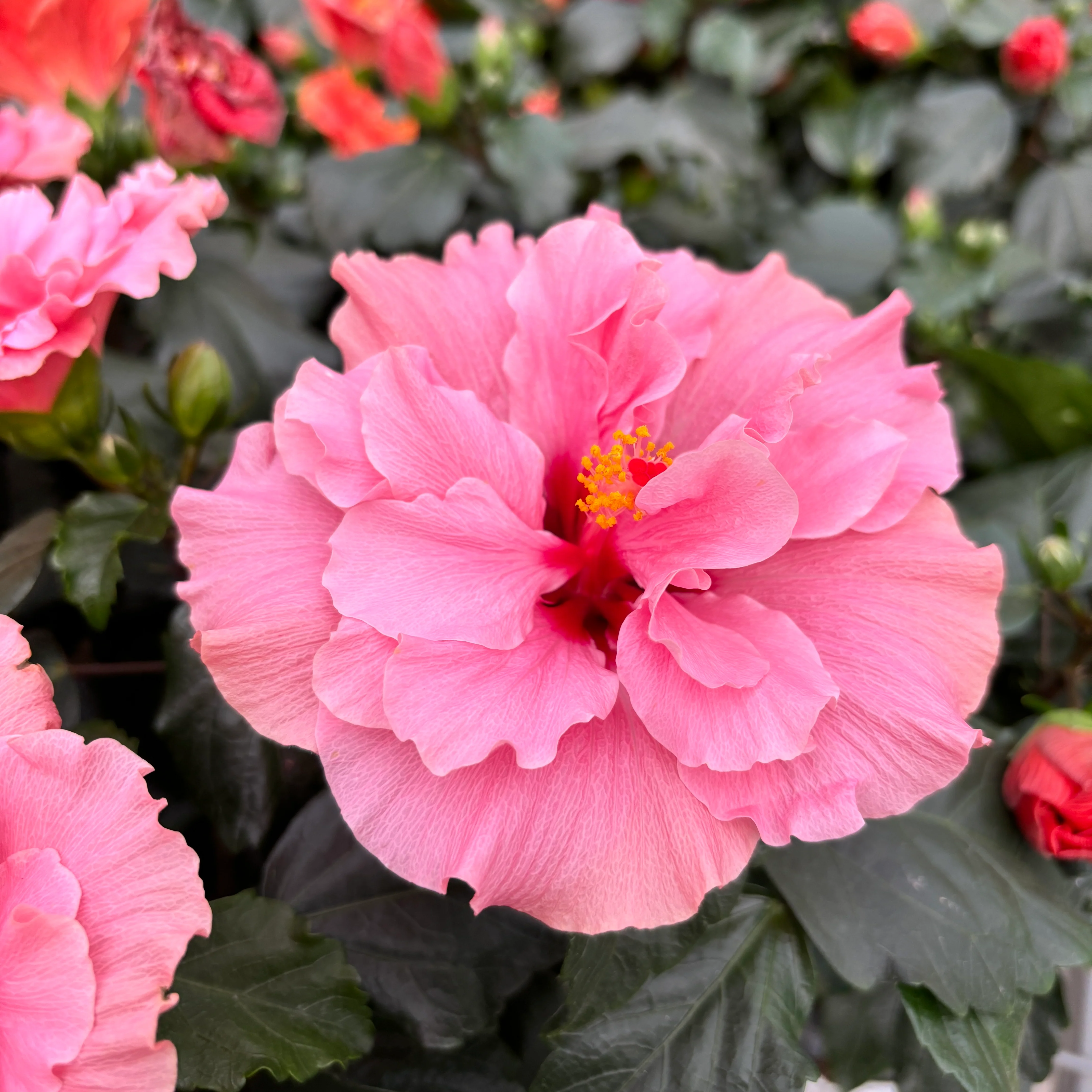 Hibiscus Adonicus 'Double Rosa’- 2pp flori duble XL