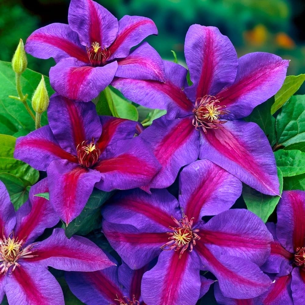 Clematite spectaculoase – Clematis 'Mrs. Norman Thompson’ (Early Large-flowered Group)