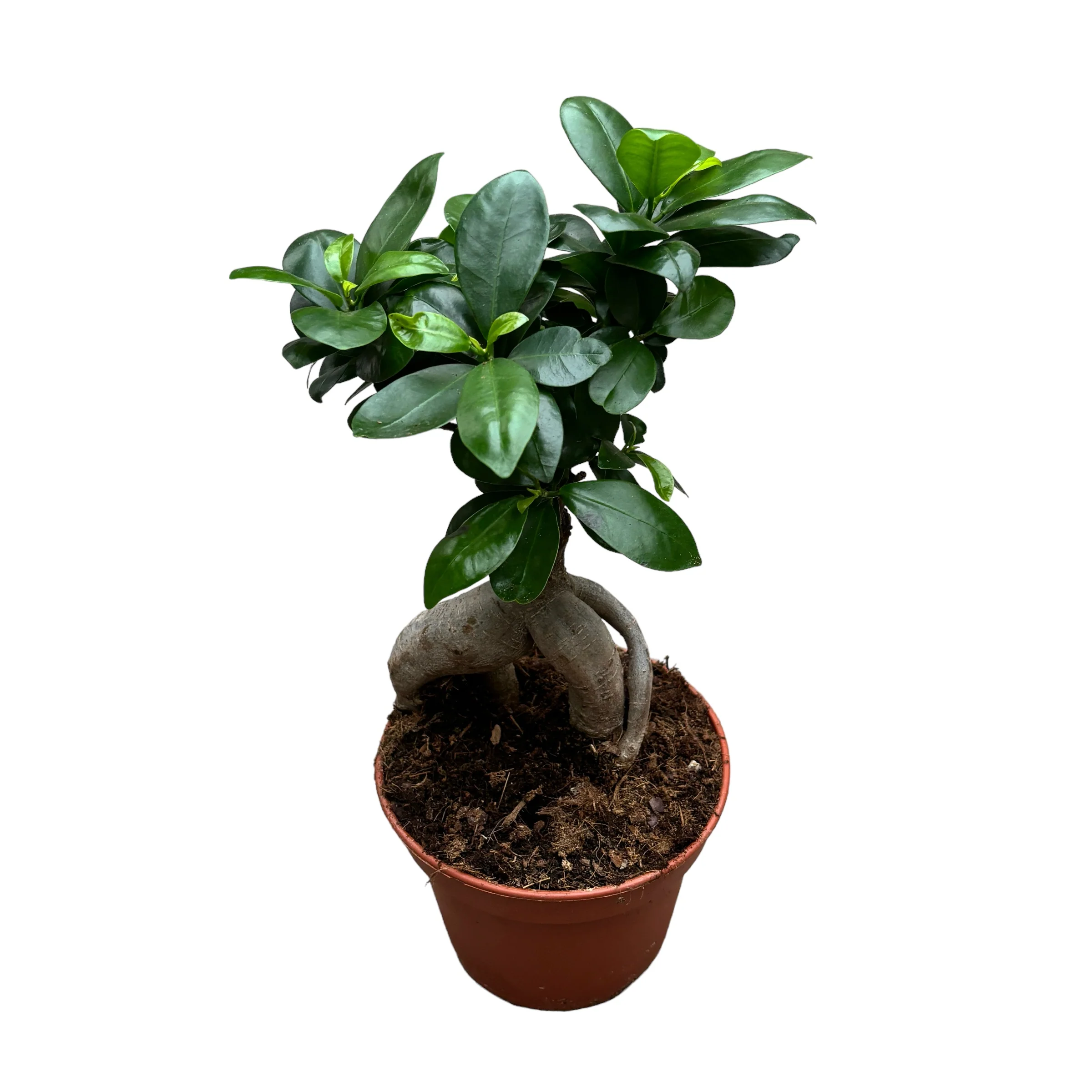 Bonsai – Ficus Microcarpa Ginseng D15