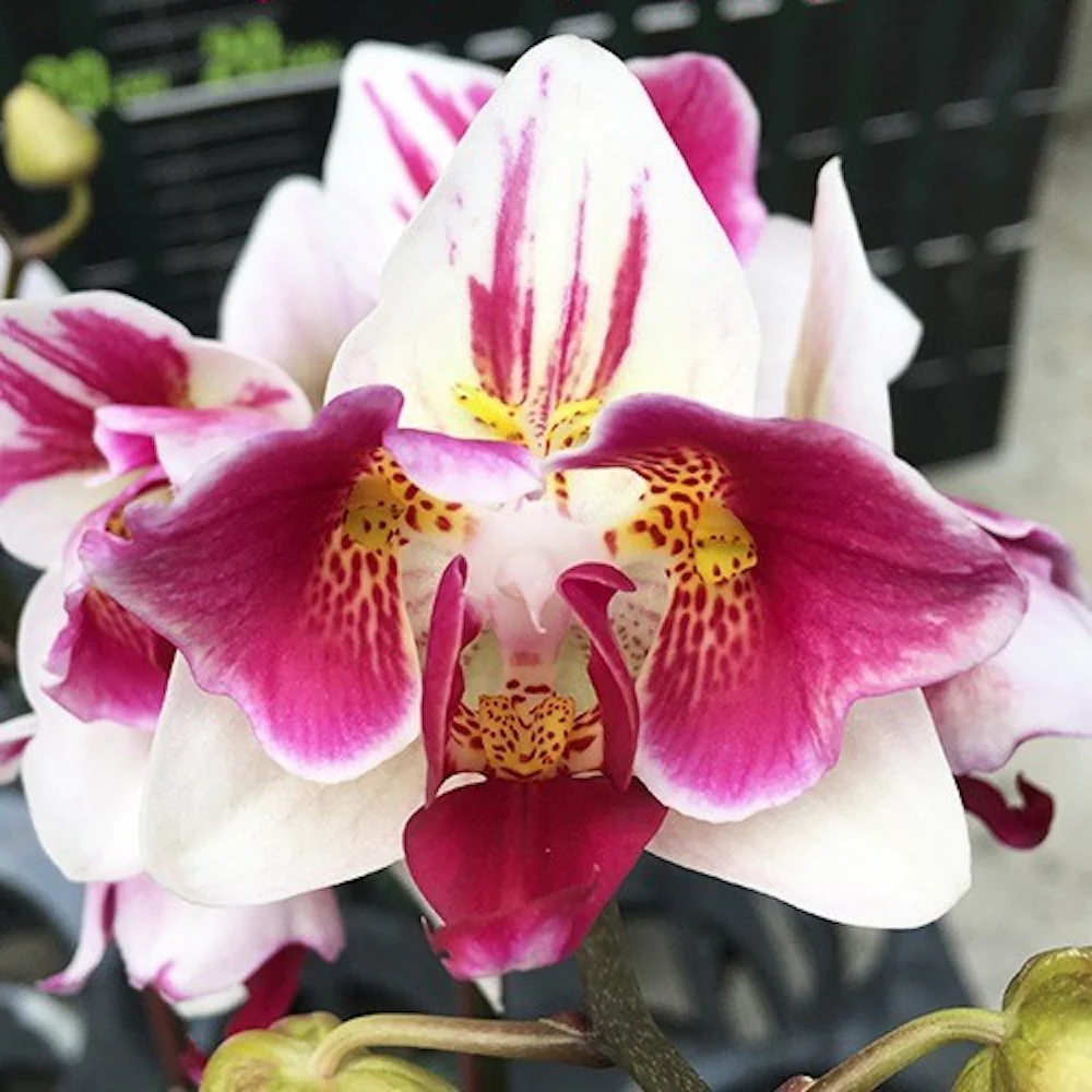 Phalaenopsis Little Gem Stripes (peloric – 3 lips)