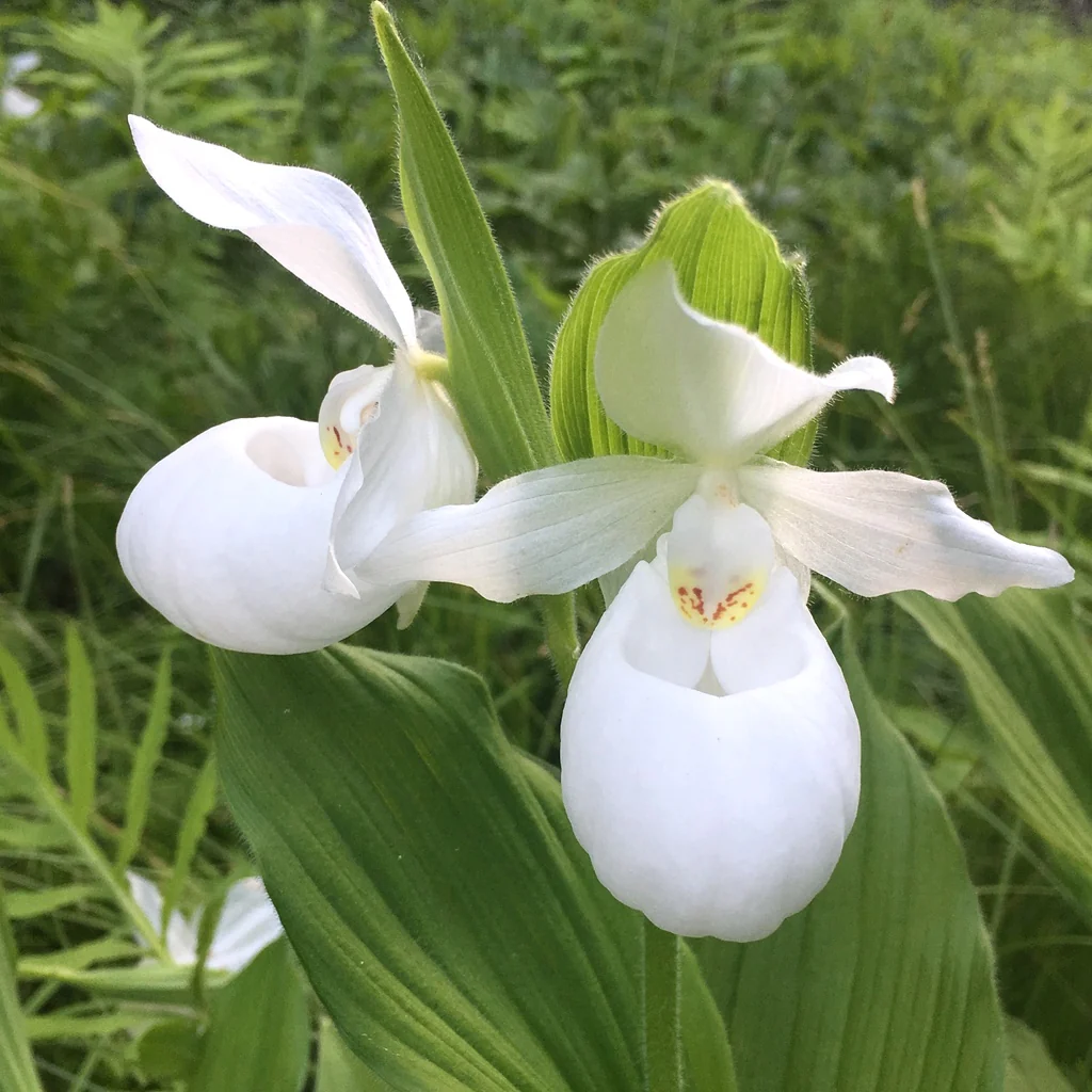 Cypripedium White – Cypripedium macranthos var. albiflorum (orhidee de gradina)