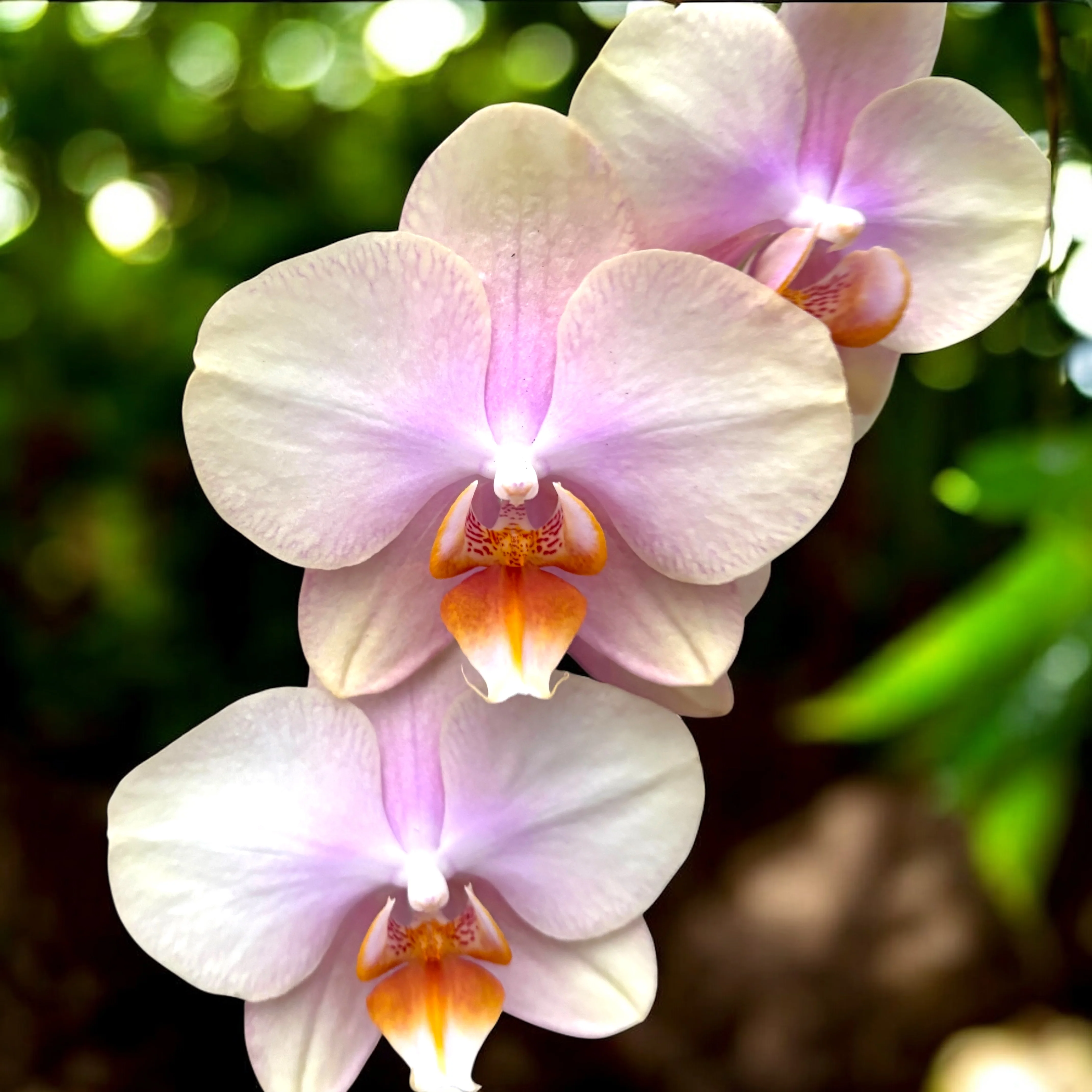 Phalaenopsis Peaches
