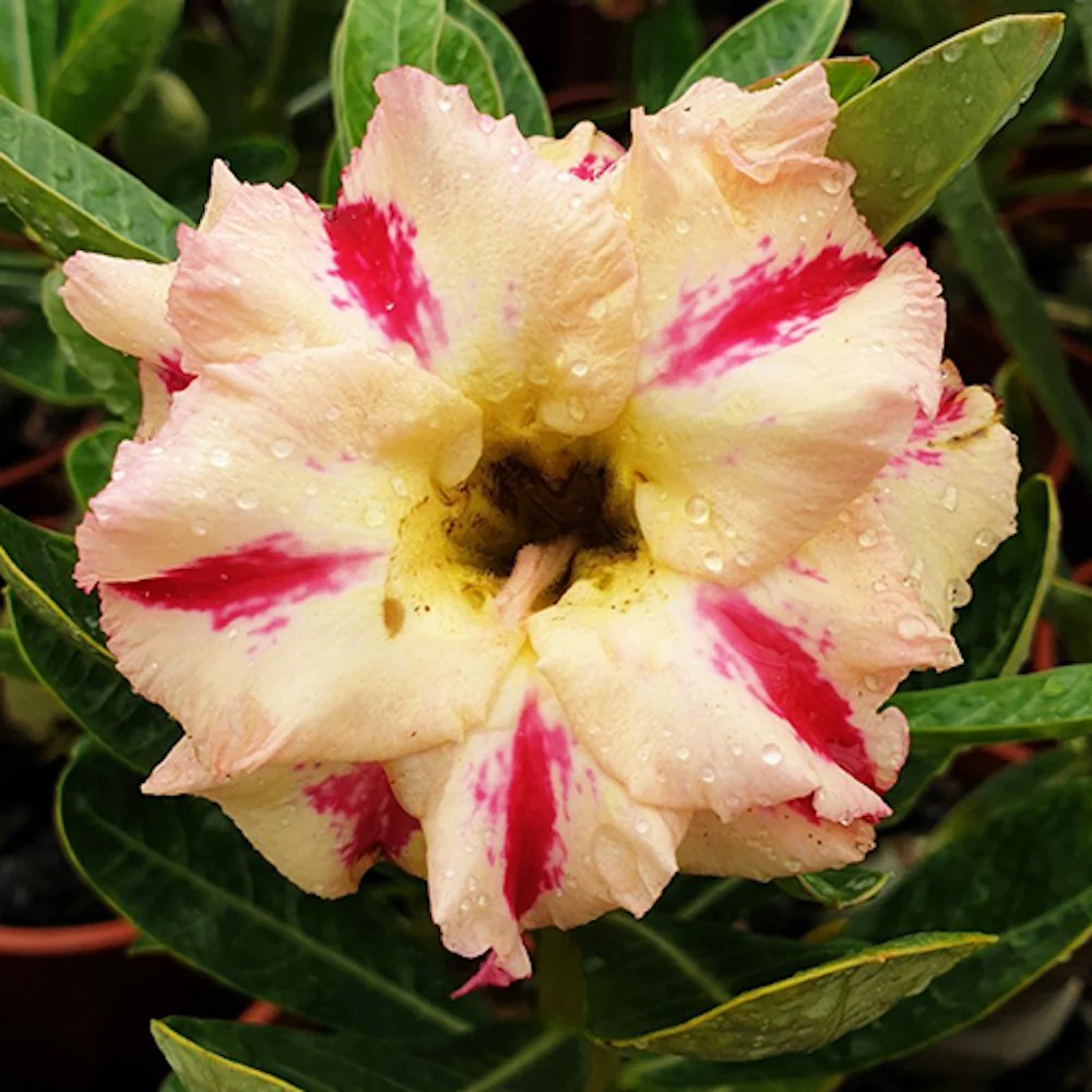 Adenium Obesum 'Golden Head’