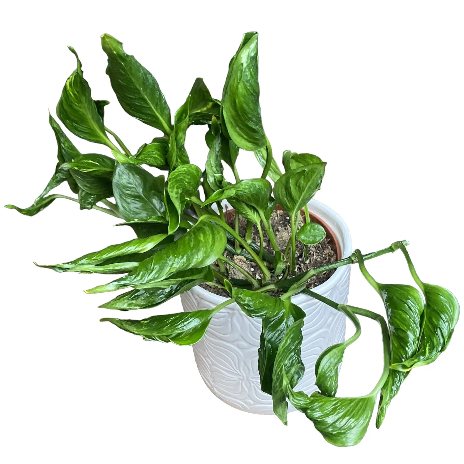 Epipremnum aureum 'Shangri La’ (Pothos Godzilla) – 3-4 plante/ghiveci