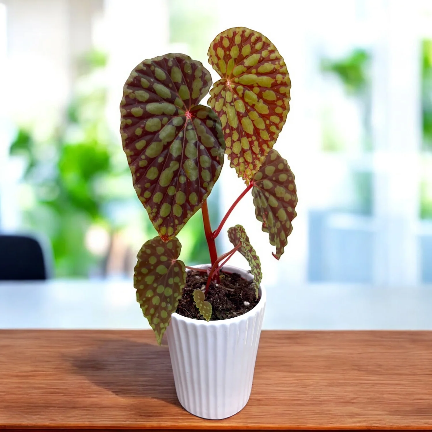 Begonia Chlorosticta – piesa de colectie cu frunze spectaculoase