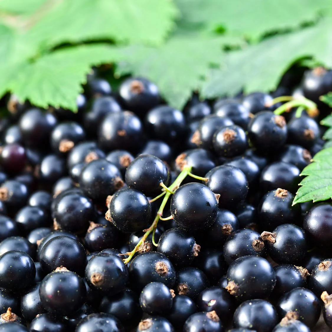 Coacaz negru productiv – Ribes nigrum 'Ojebyn’