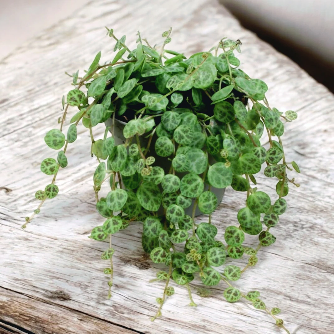Peperomia prostrata (String of Turtle) D9