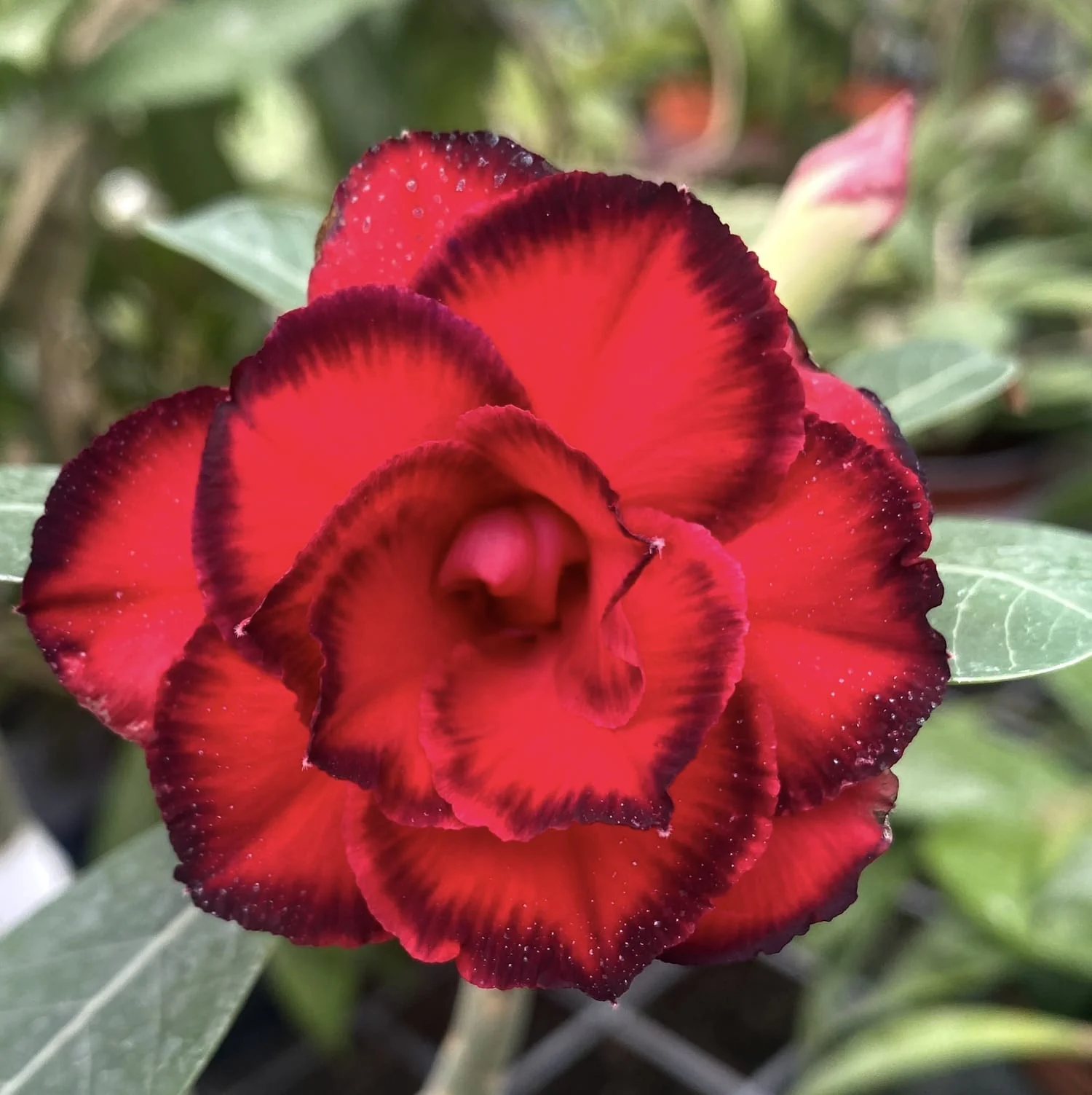 Adenium Obesum 'Hongfu’