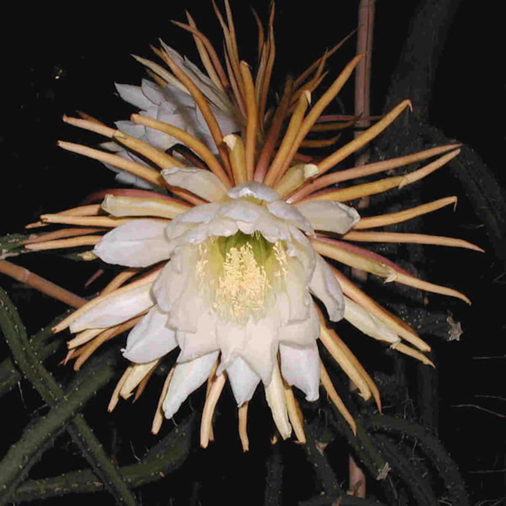 Selenicereus grandiflorus 'Queen of night’ (Regina noptii)