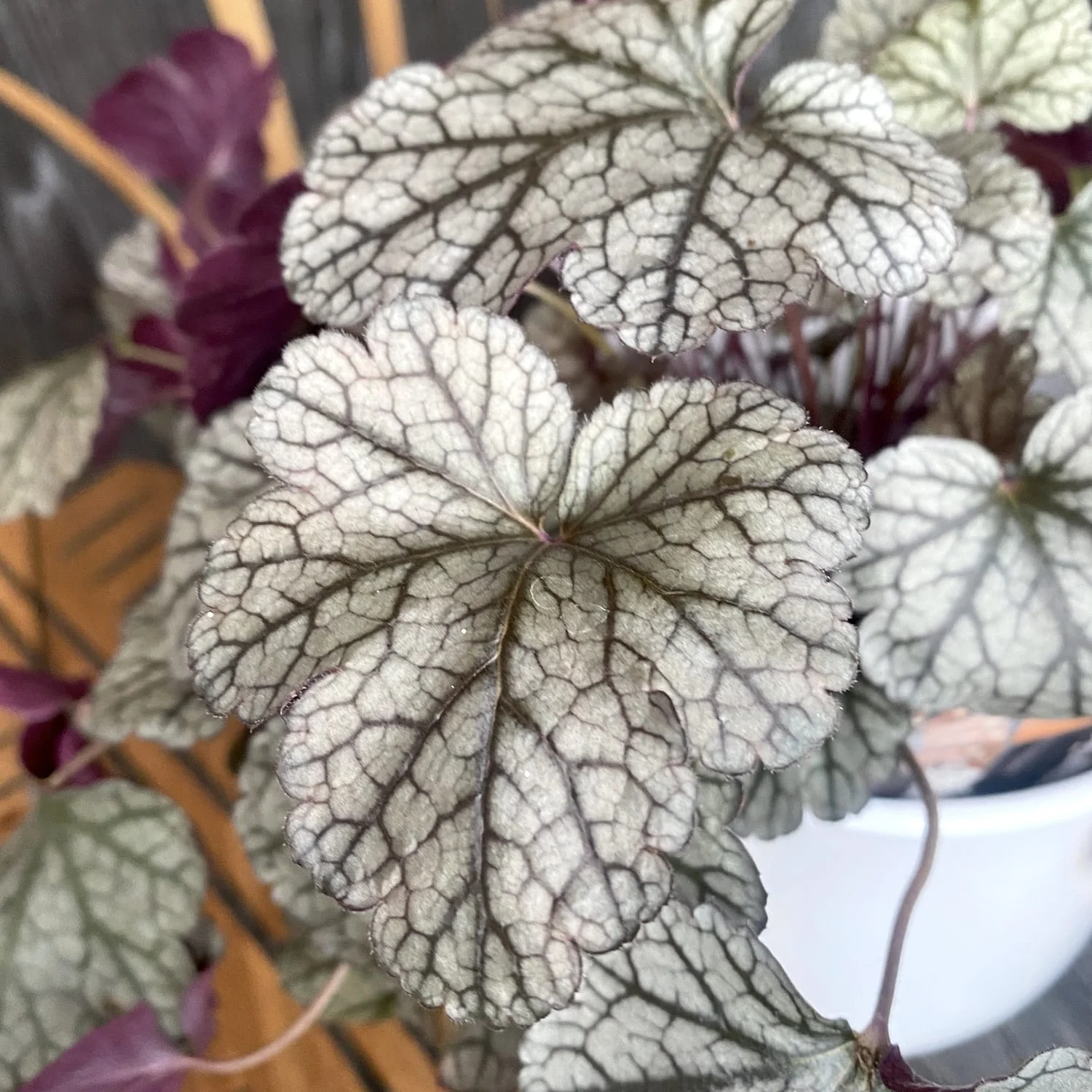Heuchera 'Silver Scrolls’