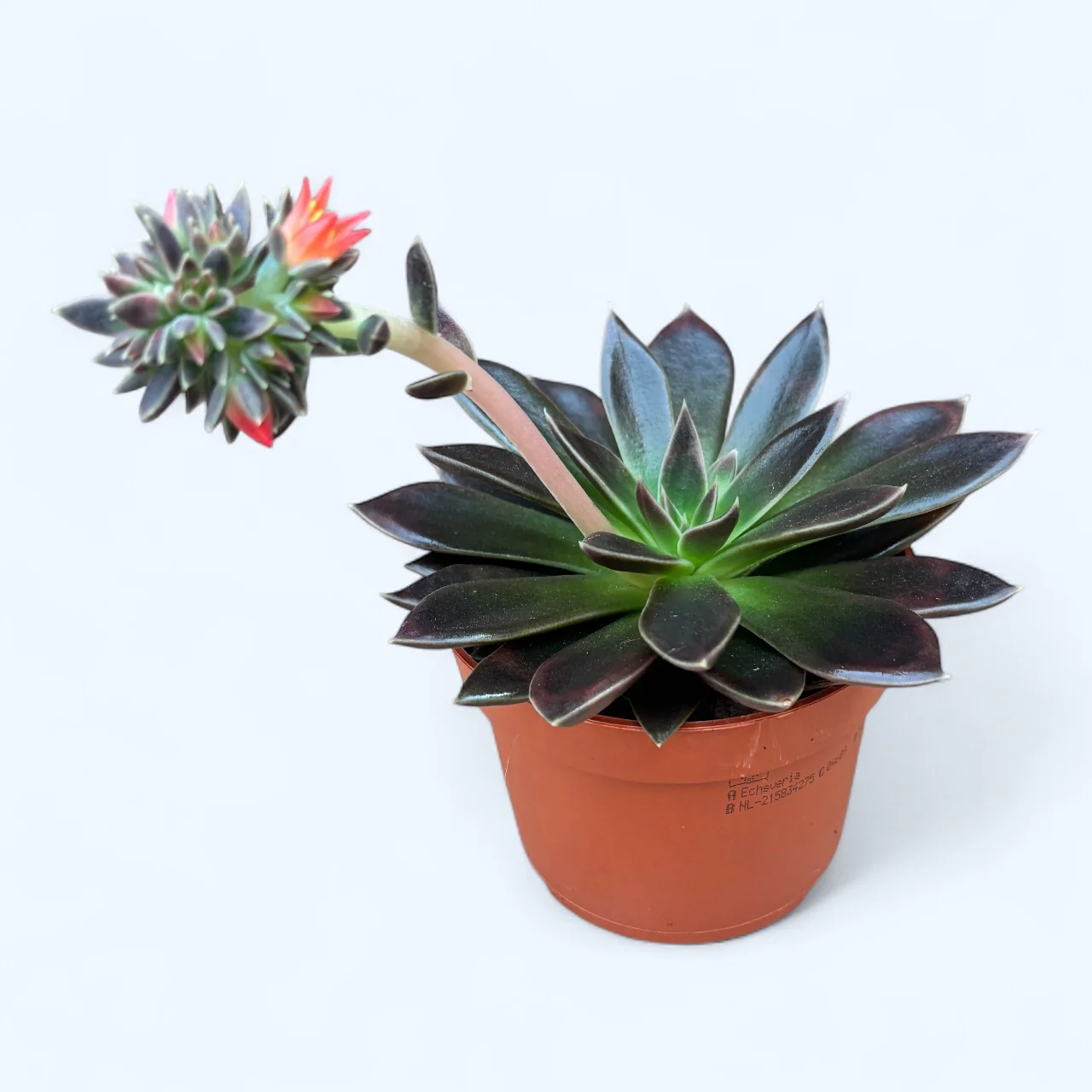 Echeveria Serrana