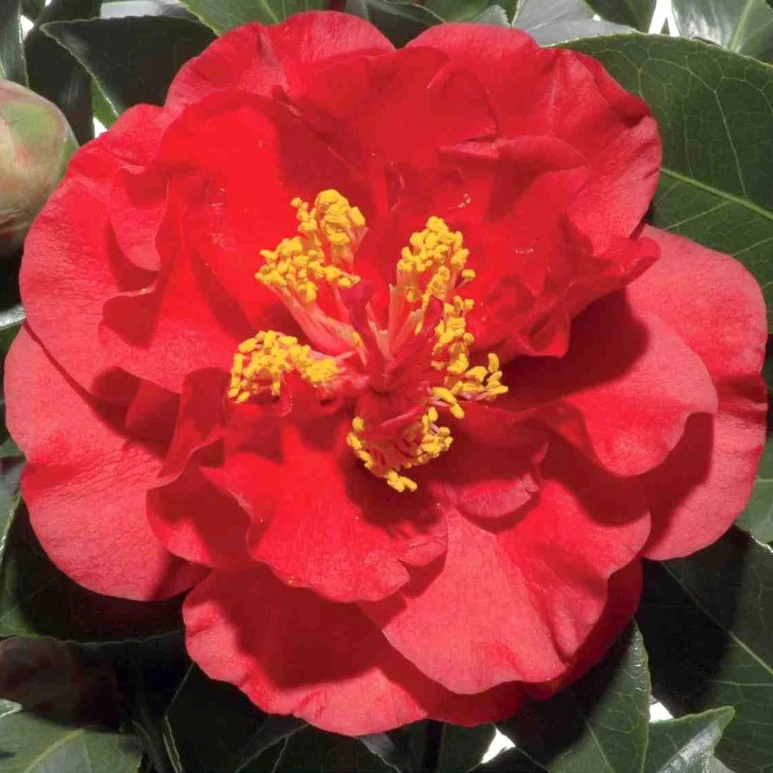 Camellia japonica 'Barbara Morgan’ (rezistenta la inghet)