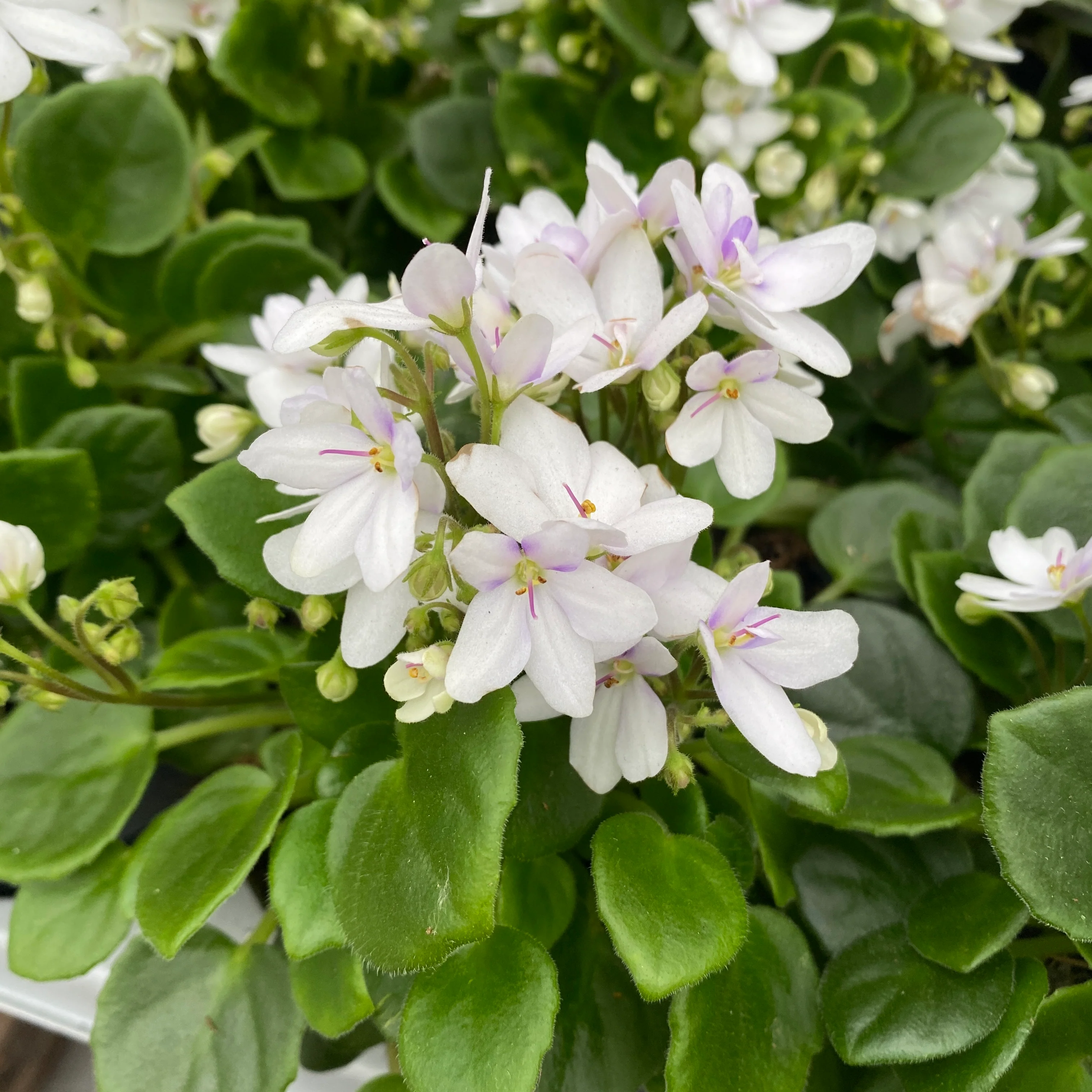 Saintpaulia Mini White – violete speciale