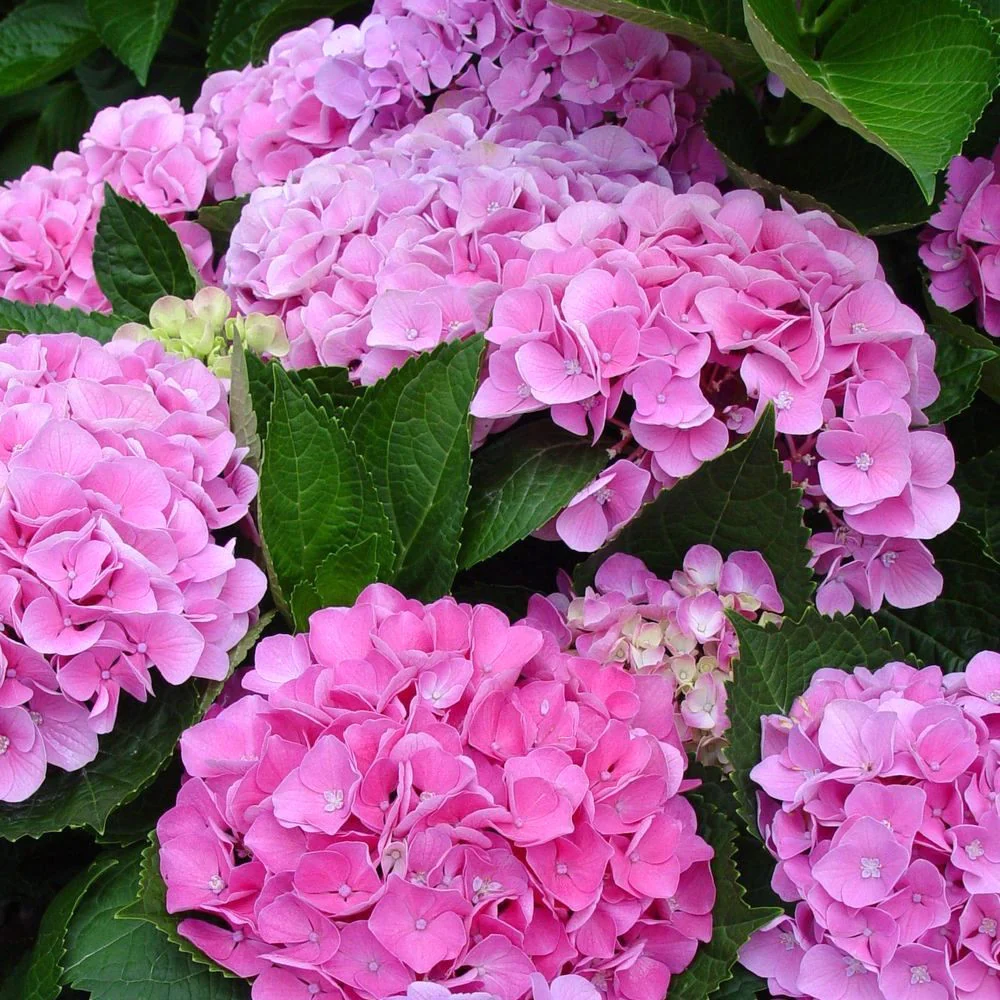 Hydrangea macrophylla 'Big Pink’ (hortensie de gradina – exemplare mari!)