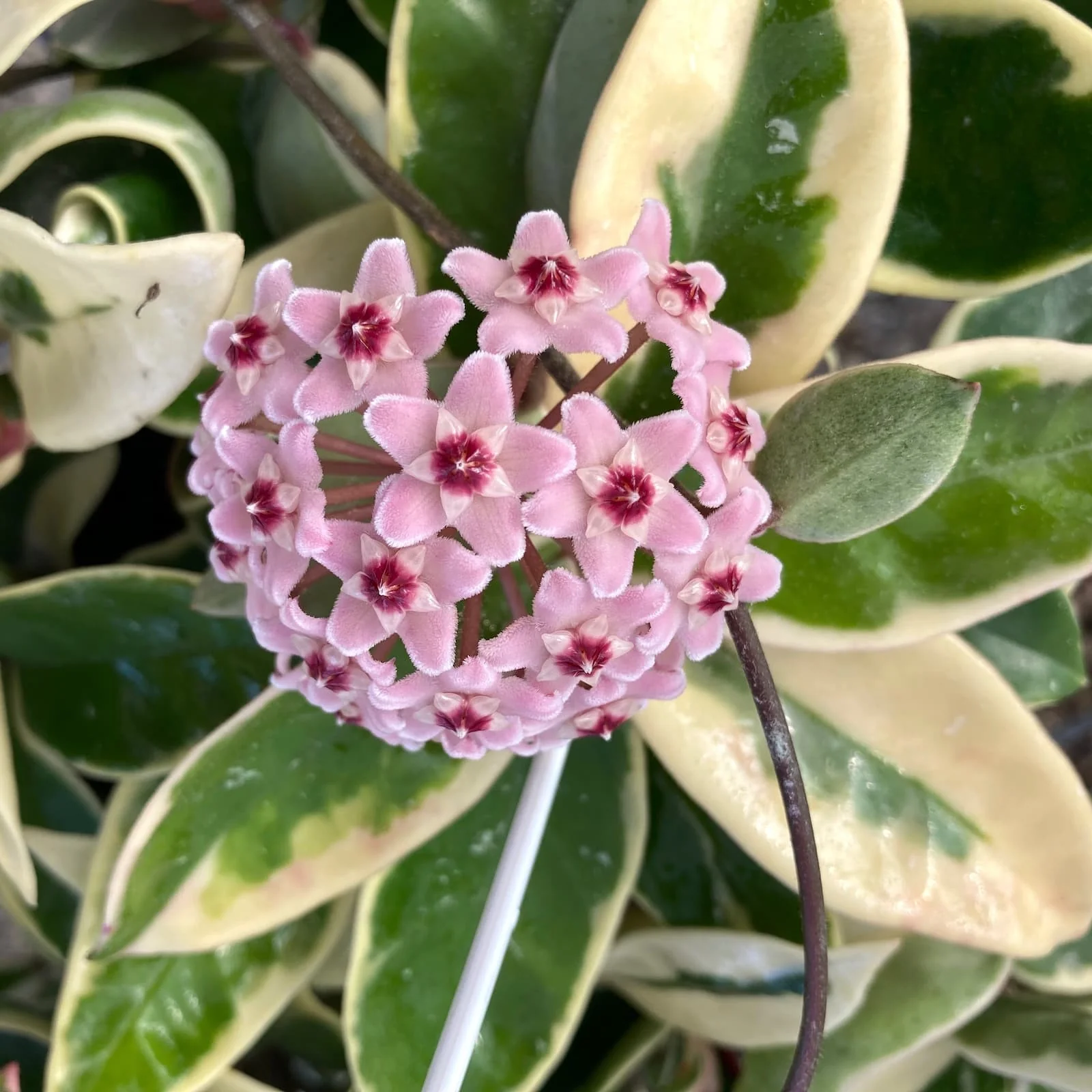 Hoya carnosa 'Krimson Queen’ D6 (parfumata)