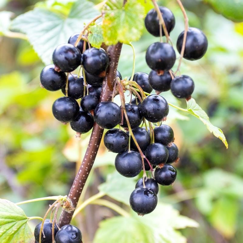 Coacaz negru – Ribes nigrum 'Rosenthals Langtraubige’ D19