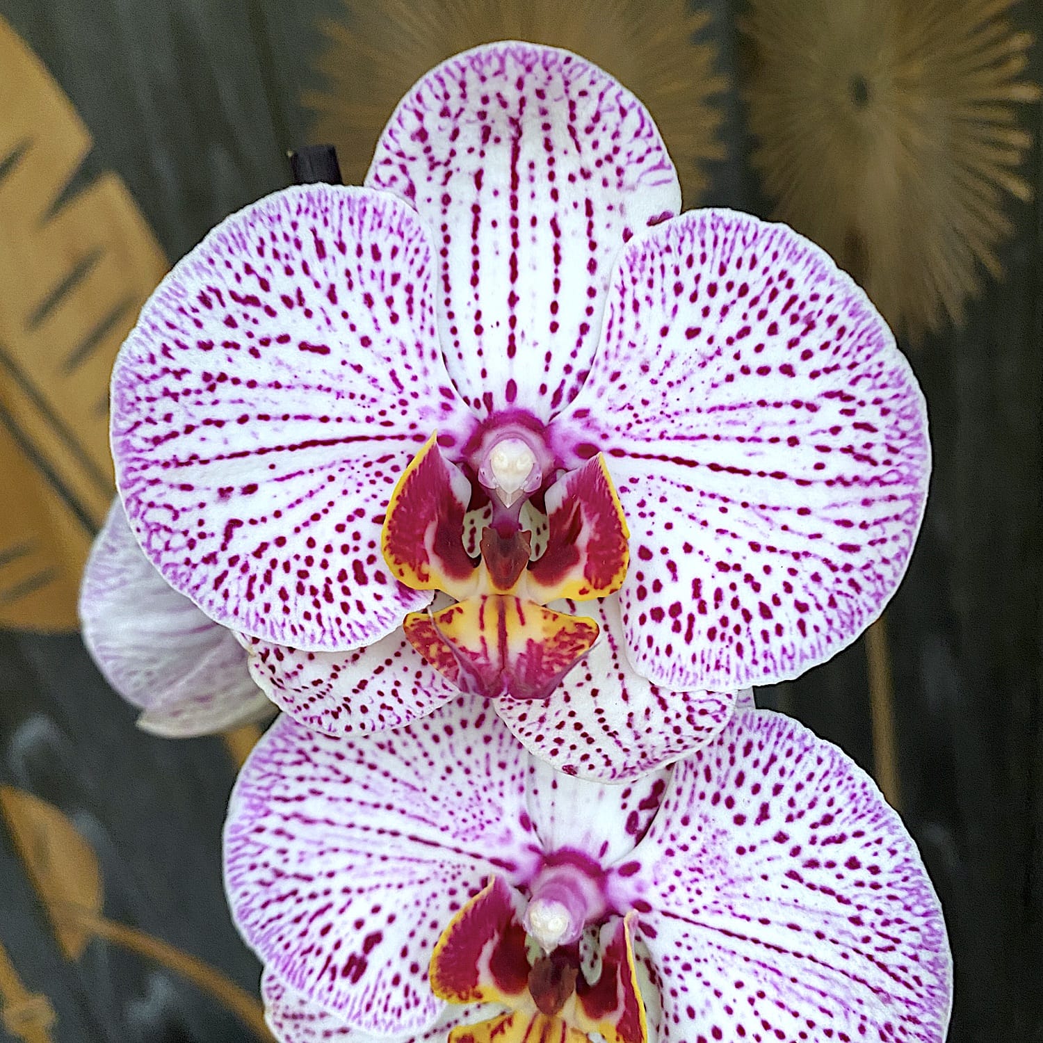 Phalaenopsis 'Dominika’