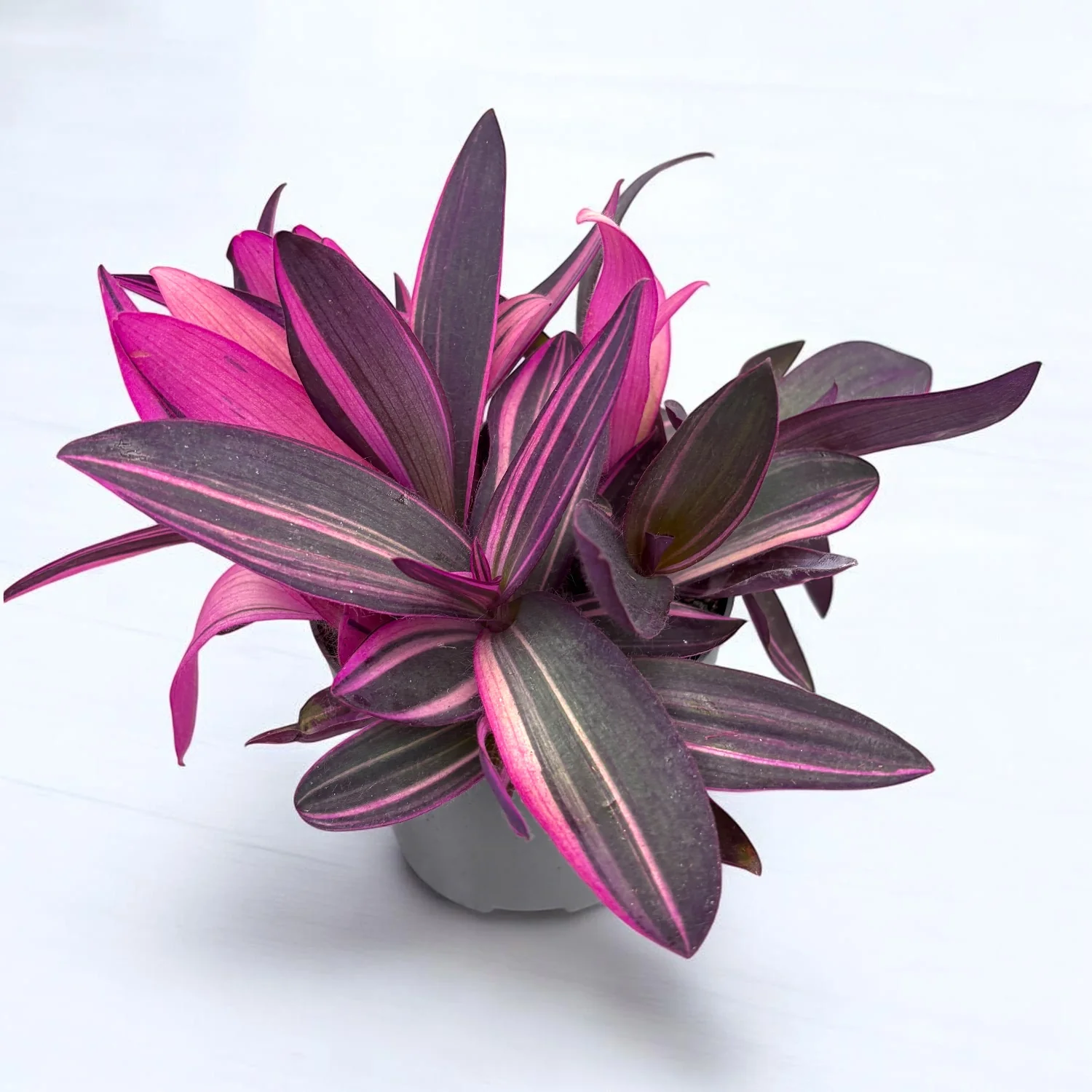 Tradescantia Pallida 'Pink Stripe’ (Setcreasea pallida 'Pink Stripe)