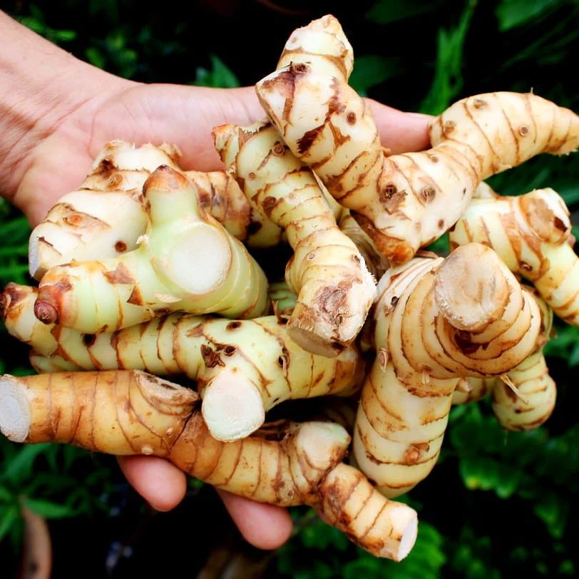 Alpinia galanga (Ghimbir Thailandez, Galangal)