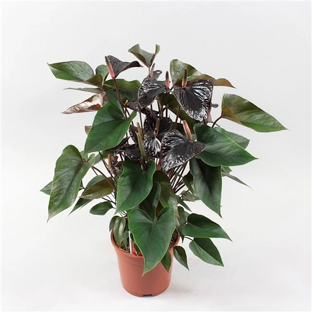 Anthurium Black Beauty