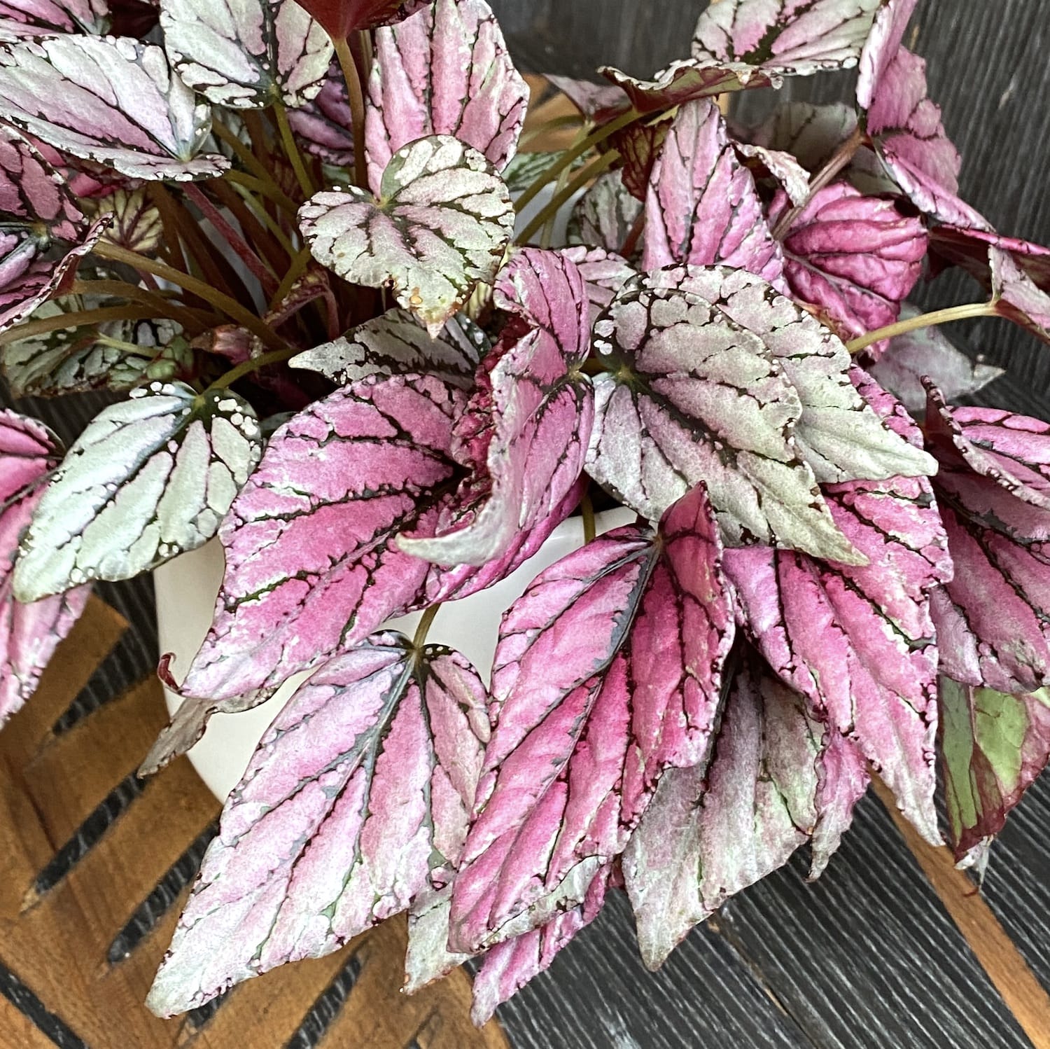 Begonia 'Hugh McLauchlan’ – 3 plante/ghiveci