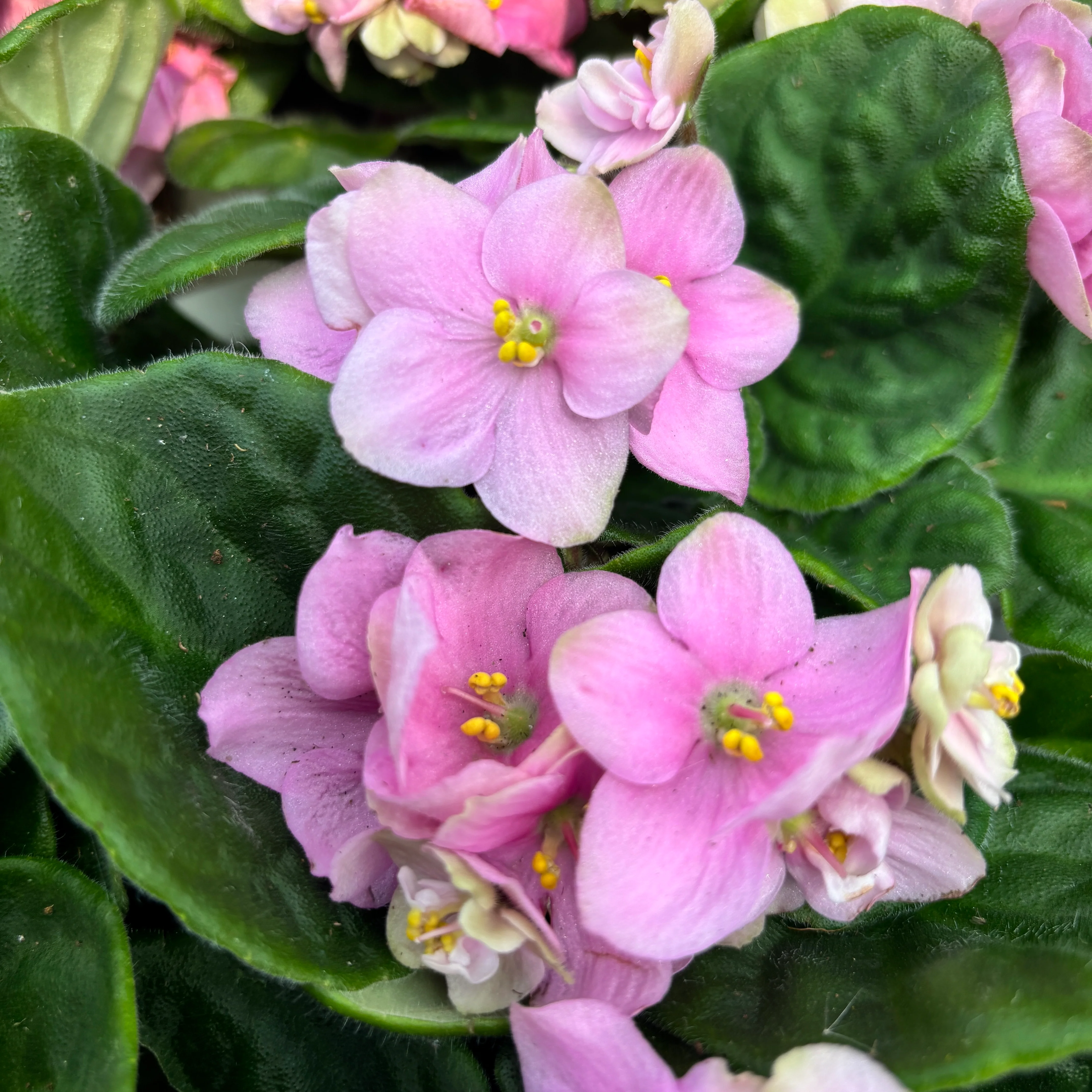 Saintpaulia Inova Prisma Rose – Violete africane roz