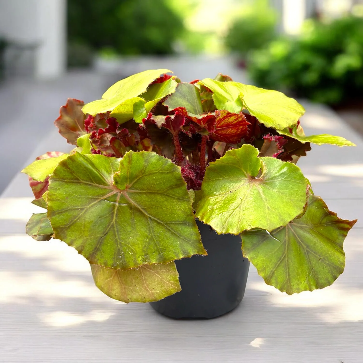 Begonia 'Jungle Wonders Brown’