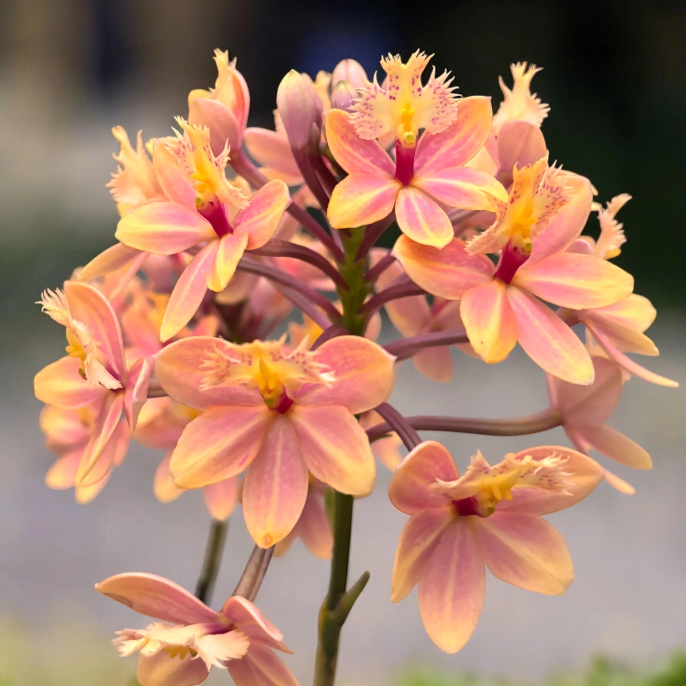Epidendrum radicans ‘Apricot Dream ’ – exemplare XL