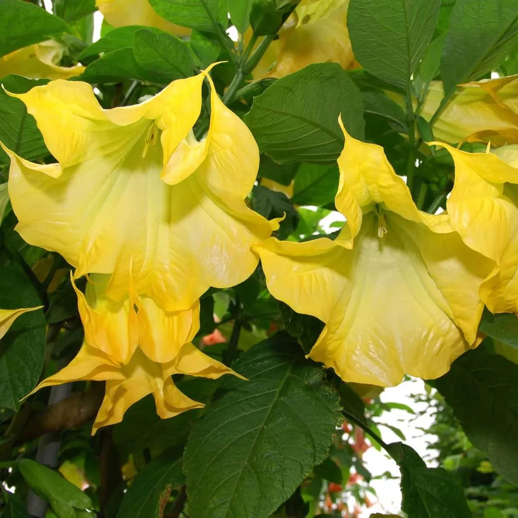 Trompeta ingerilor galbena – Brugmansia versicolor (flori parfumate) – exemplare XL