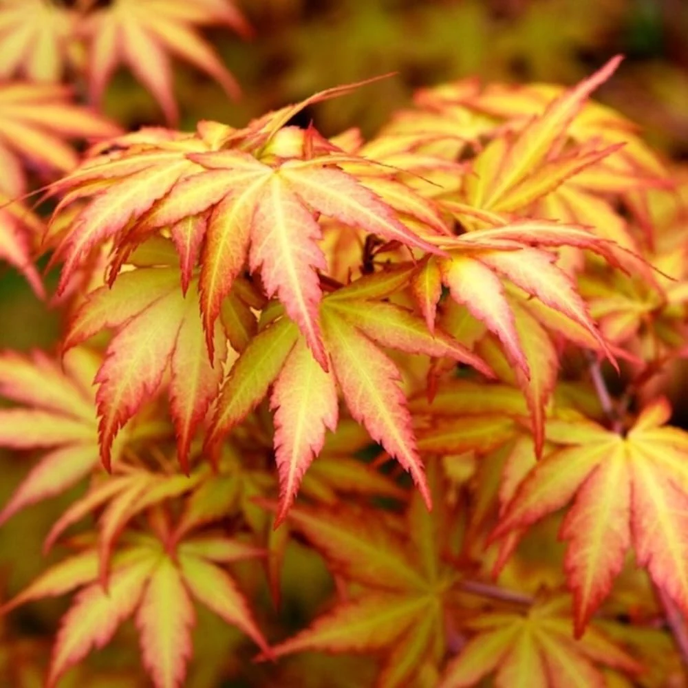 Acer palmatum 'Sangokaku’ (artar japonez coral) – exemplarele din poze