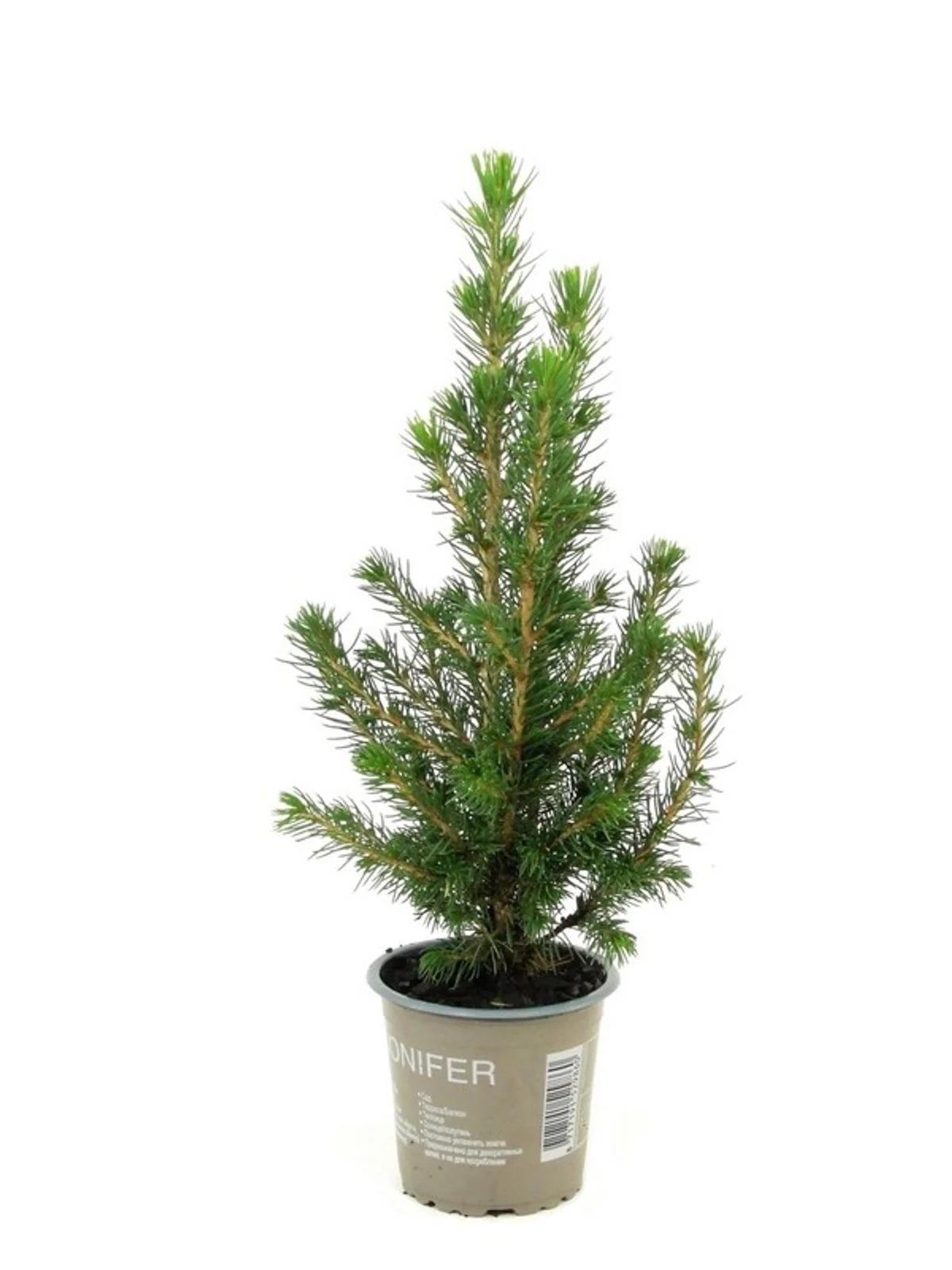 Picea Glauca Conica – brad natural in ghiveci