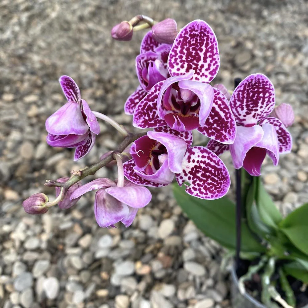 Phalaenopsis Monterey peloric (multiflora)