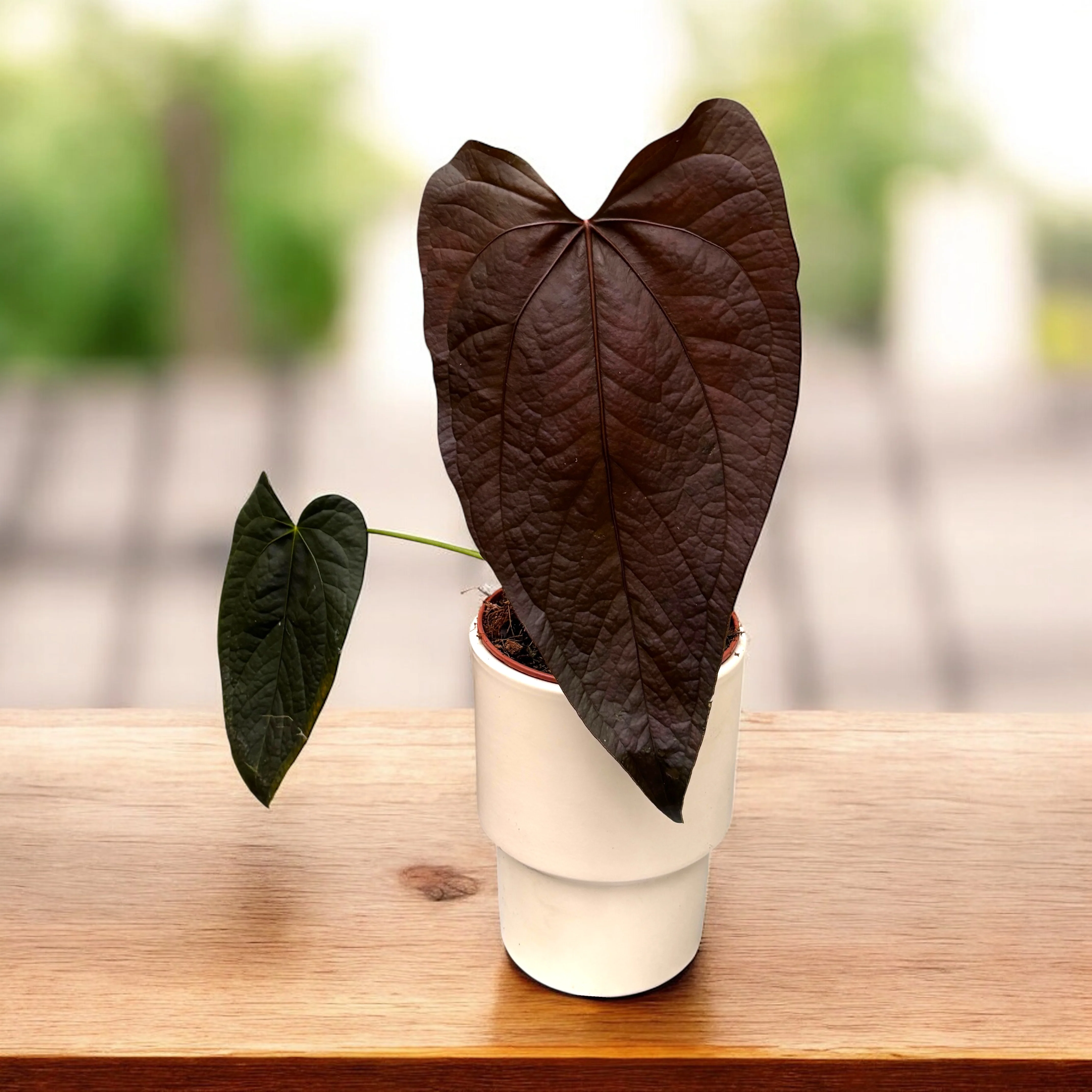 Anthurium 'Queen of Hearts’