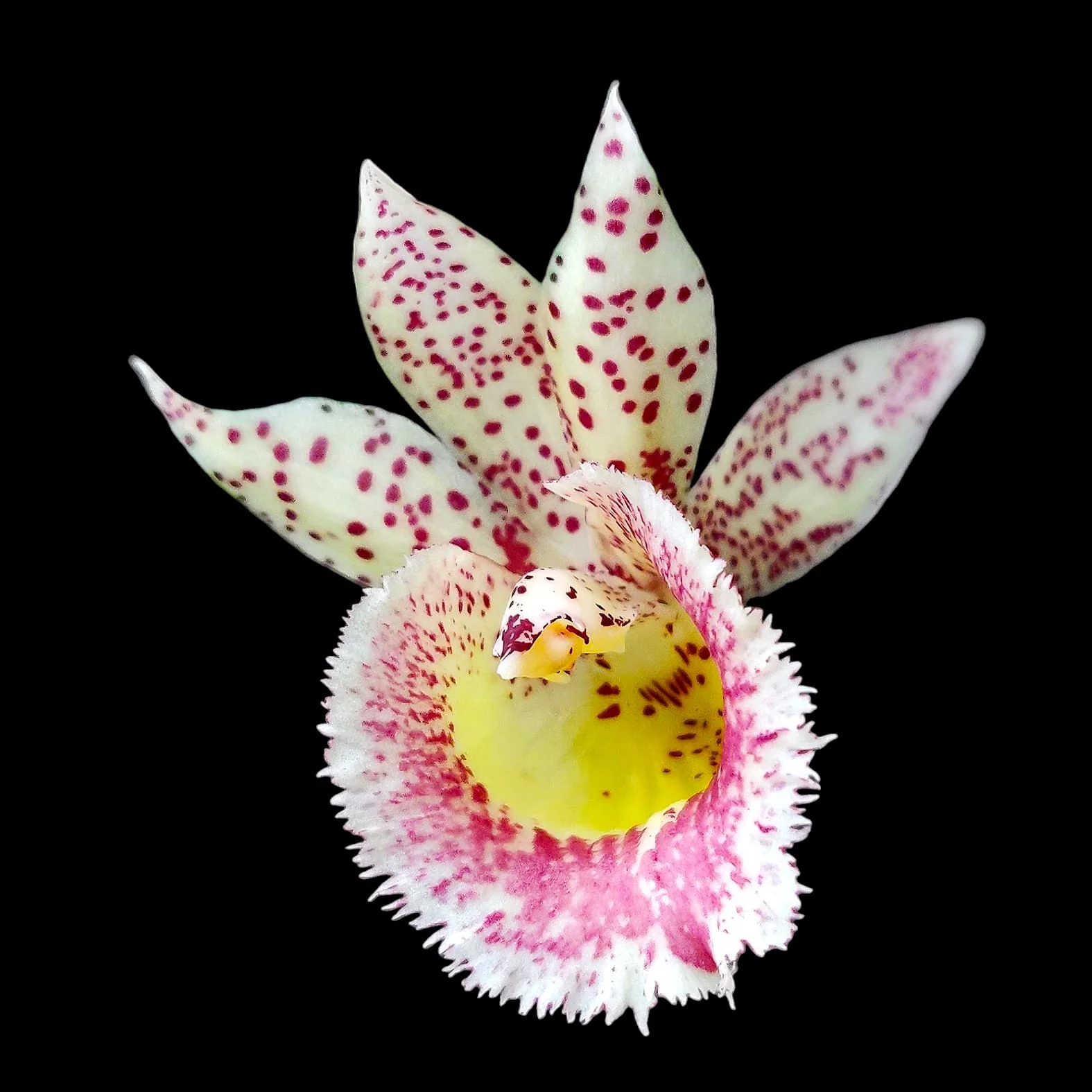 Catasandra Jumbo Express 'Golden Elf’ BM/TOGA