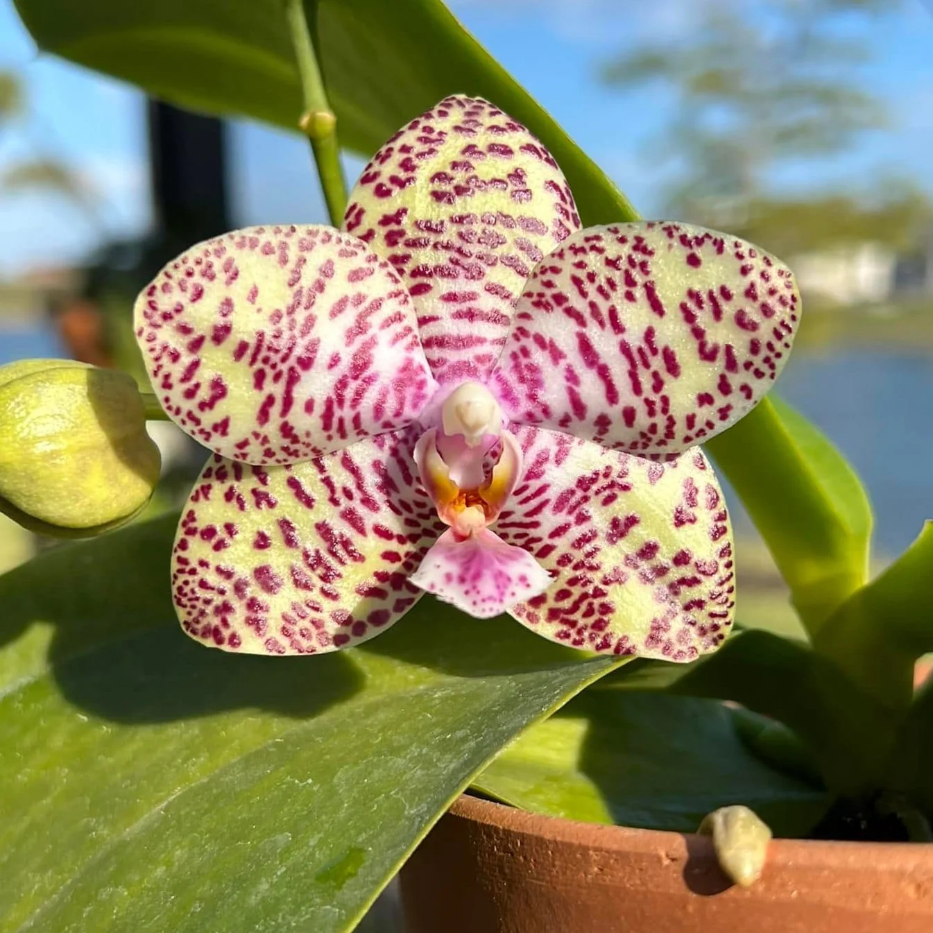 Phalaenopsis Natasha 'Aiko’