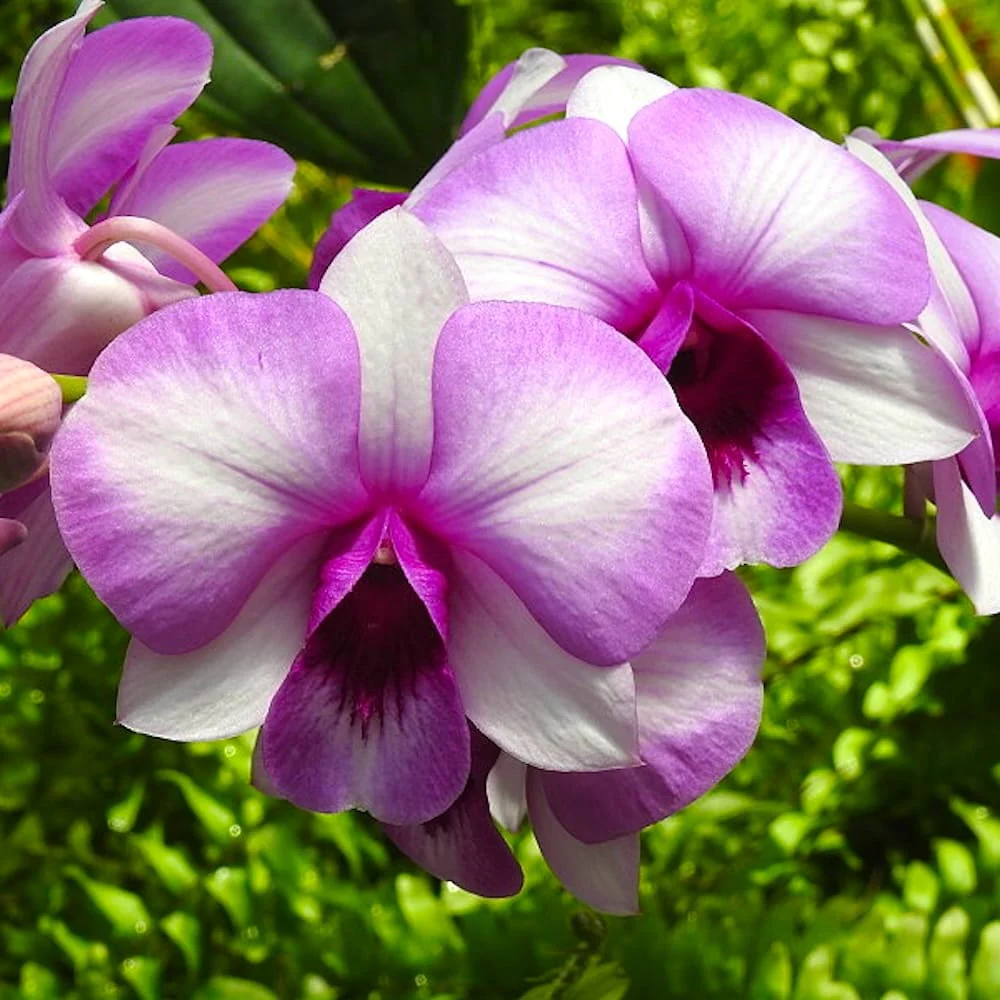 Dendrobium Burana Racha
