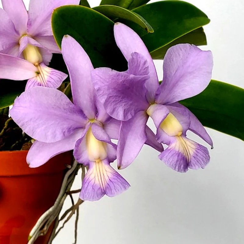 Cattleya nobilior var. coerulea – flori mari, parfumate (seedlings)