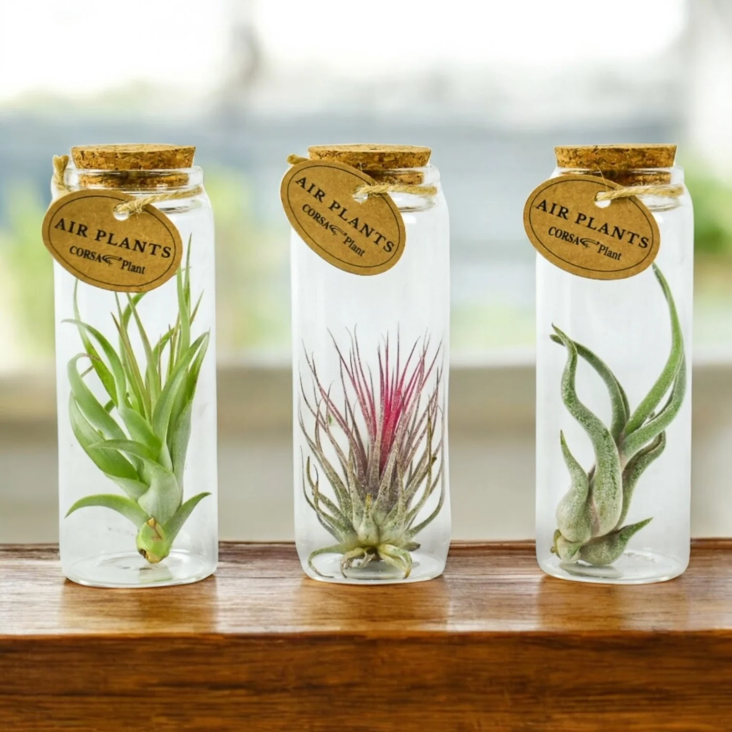 Plante aeriene in sticla – decor natural minimalist