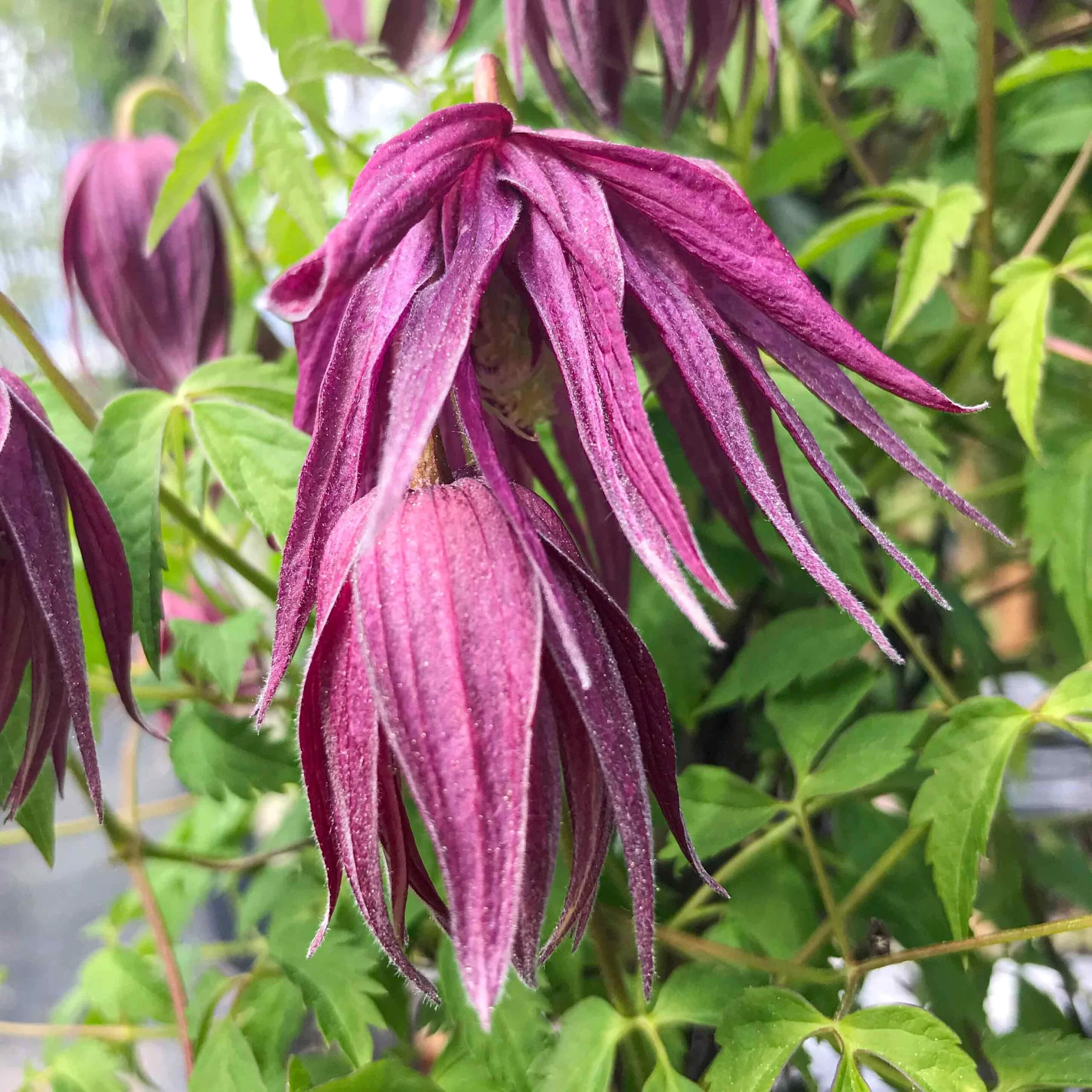 Clematis macropetala 'Octopus’