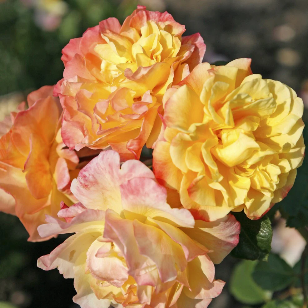 Rosa K.R. ‘Moonlight’® – Trandafir floribunda, catarator, parfumat