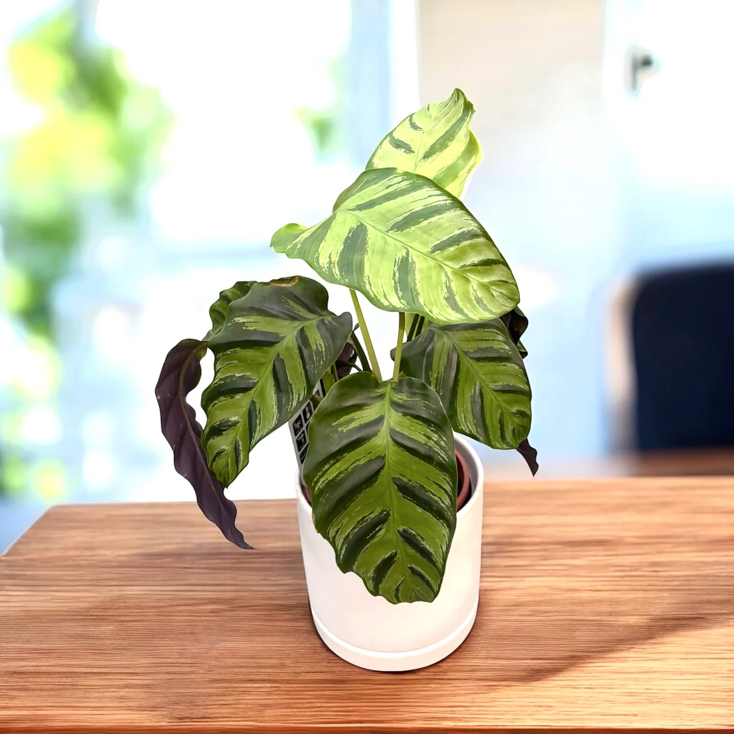 Calathea albertii – frunzis spectaculos cu desen contrastant