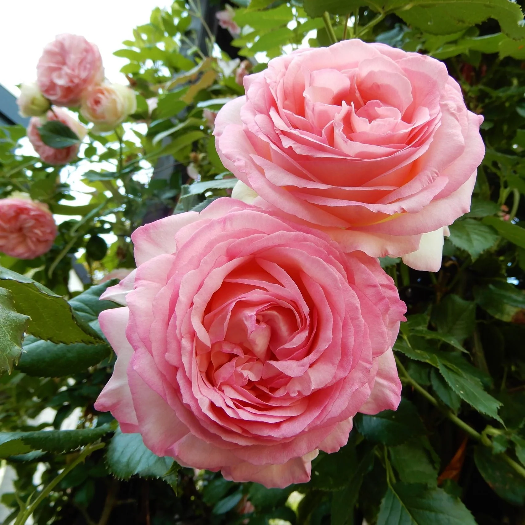 Rosa ‘Eden Rose’® – Trandafir catarator, parfumat, de colectie